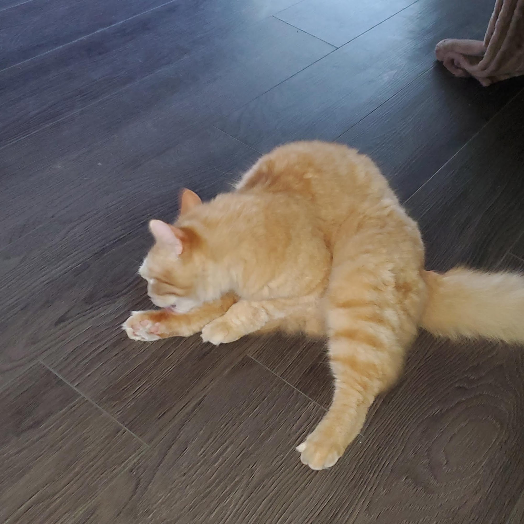 Kindness Small Animal Medical Center Nampa