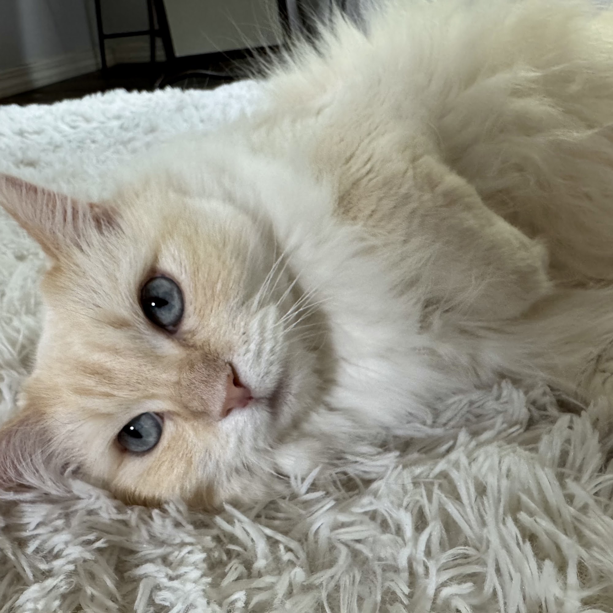 Lake Shore Animal Hospital Nampa