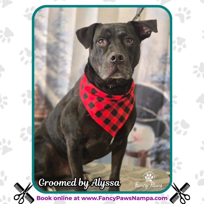 Fancy Paws Pet Salon Nampa