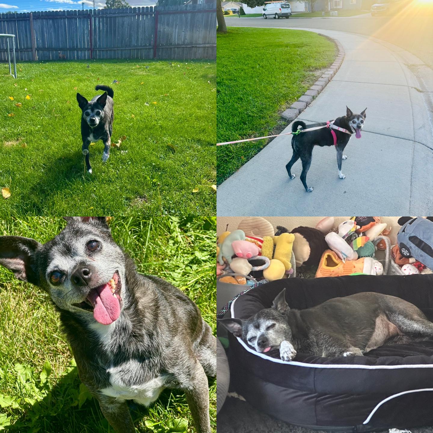 Christina's Pet Sitting Nampa