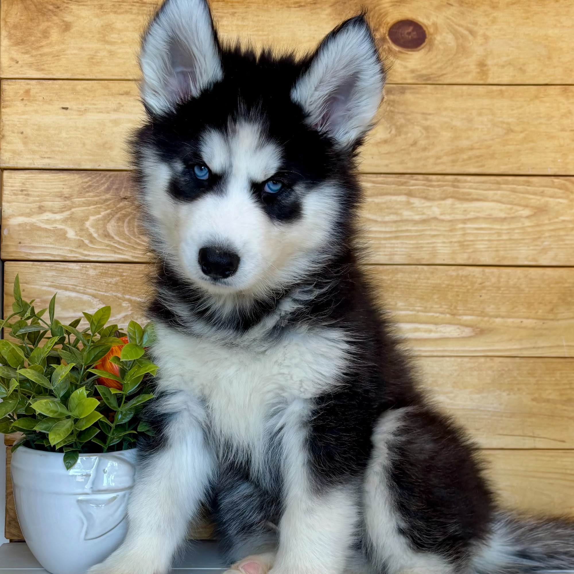 Idaho Puppy Co Nampa