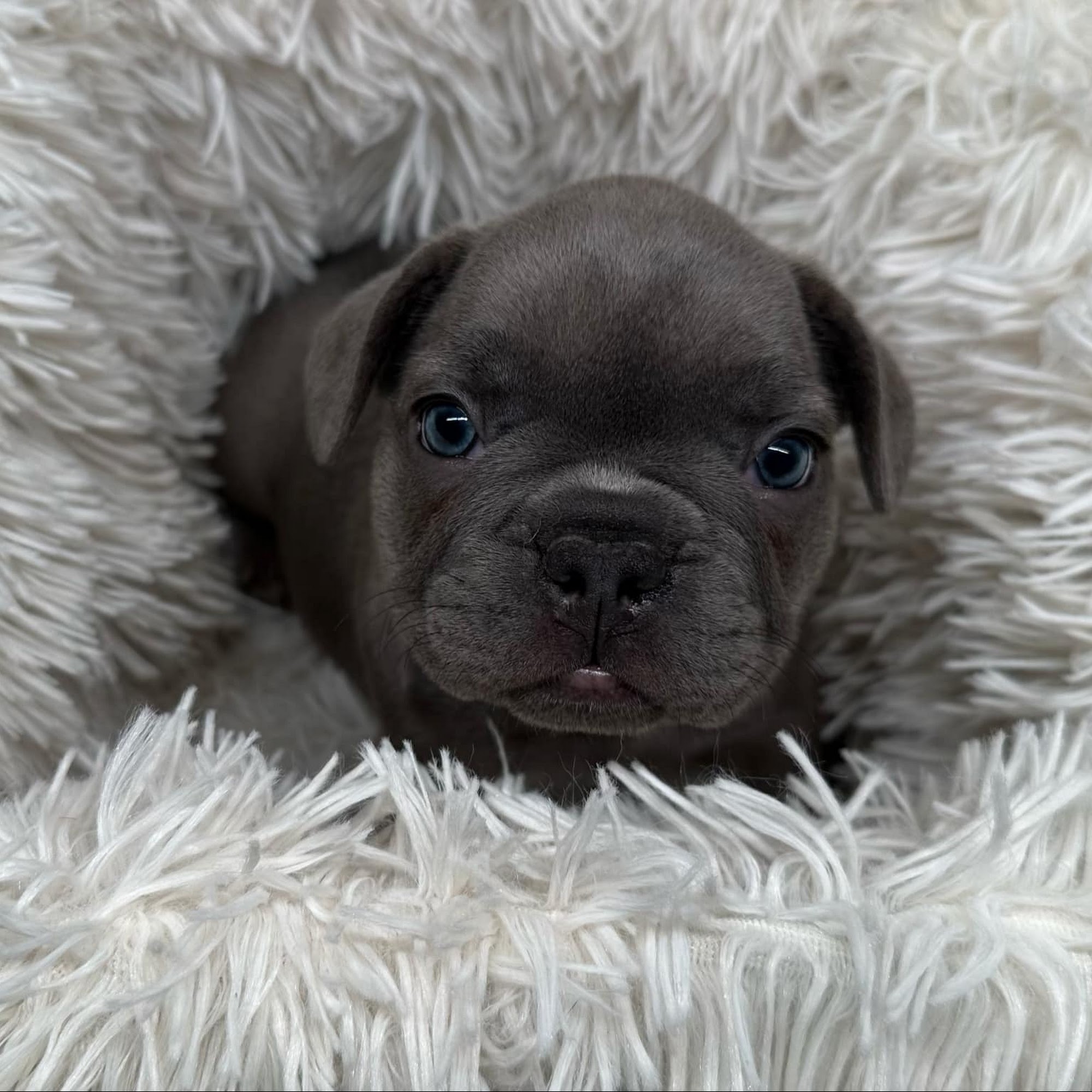 Formella’s Frenchies Nampa