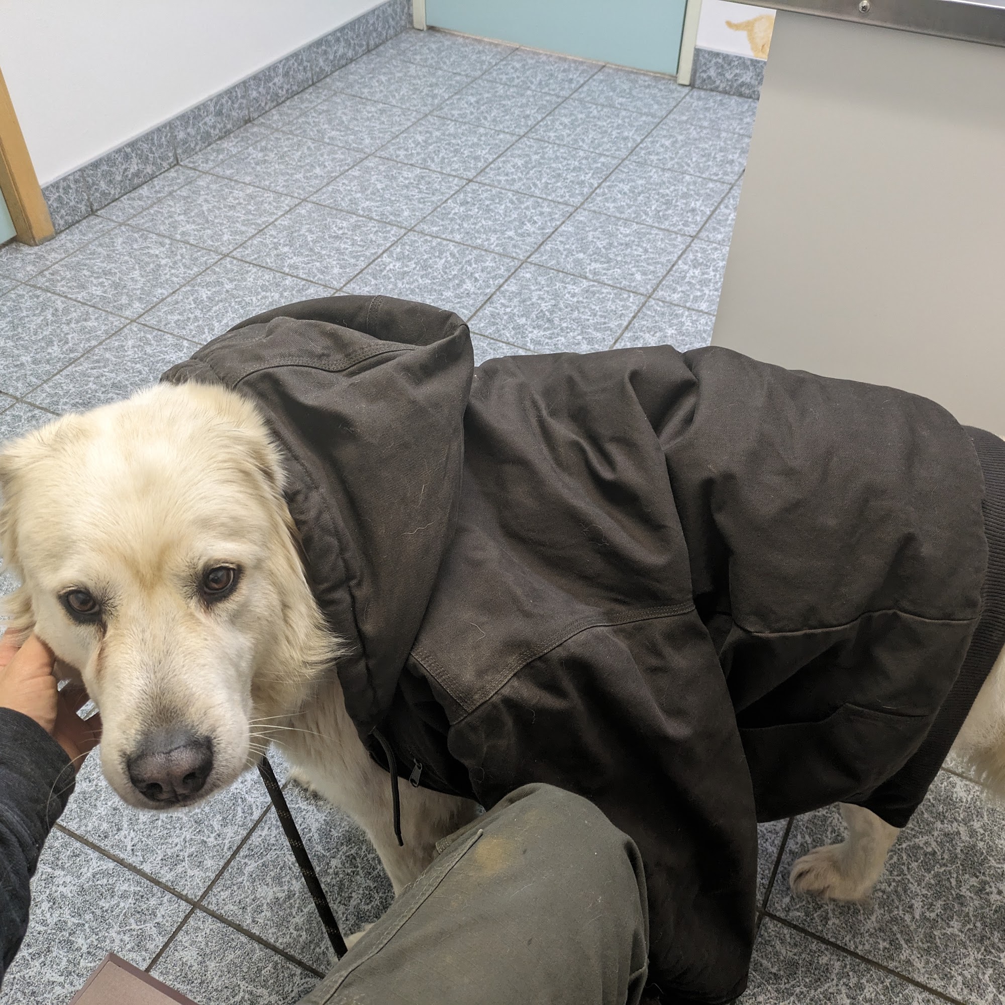 The Animal Doctor Oldtown