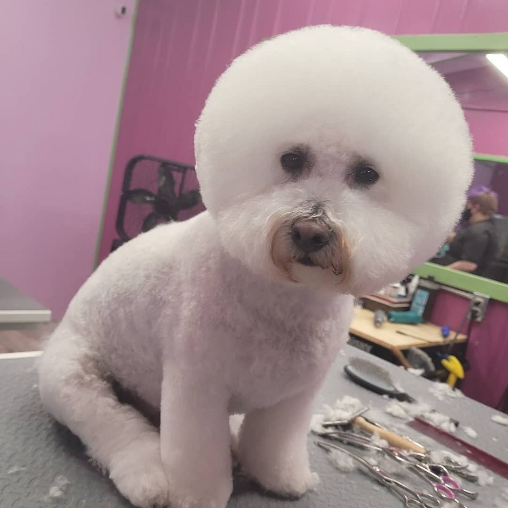 Wags to Riches Grooming Salon