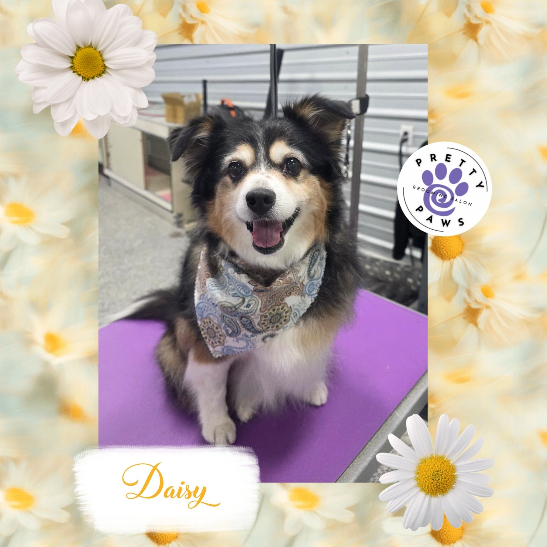 Pretty Paws Grooming Salon Parma