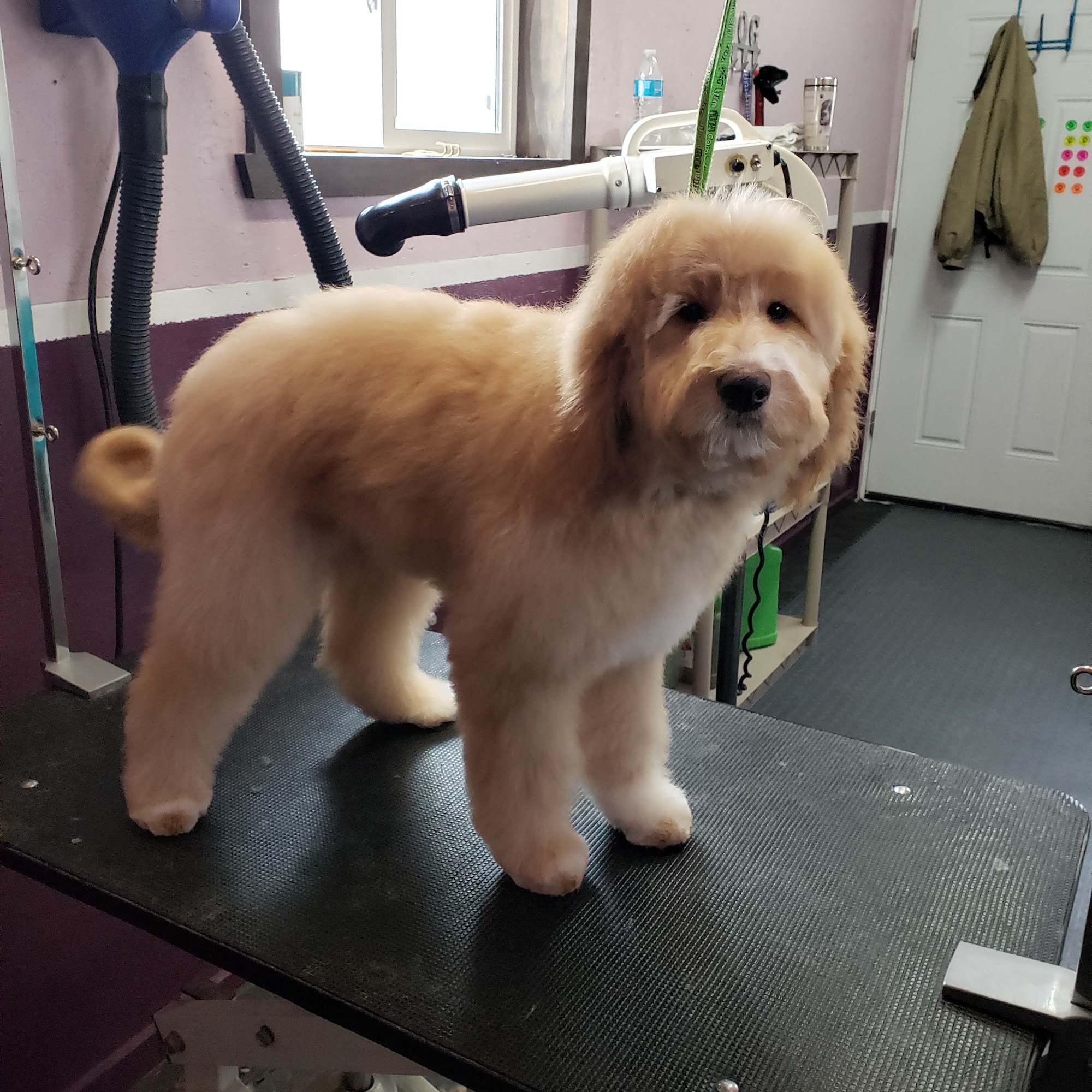 Michelle's Dog Grooming Parma