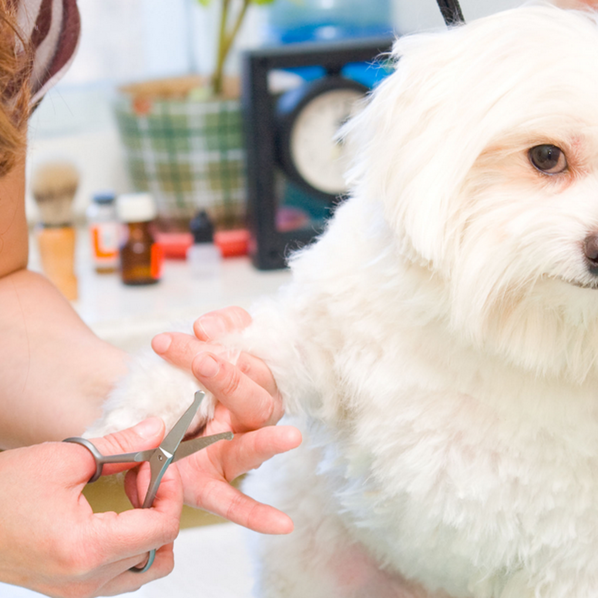 Cliff's Dog Grooming Payette