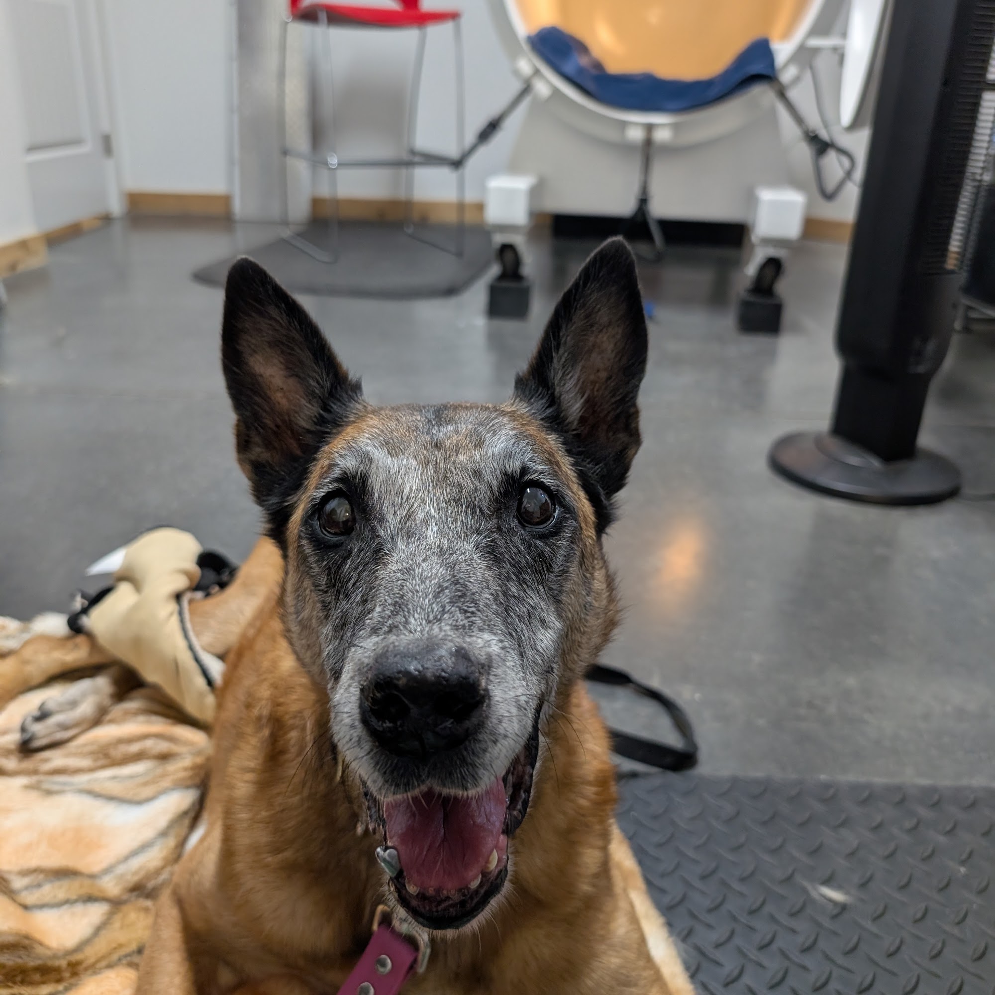 Community Animal Hospital Pocatello