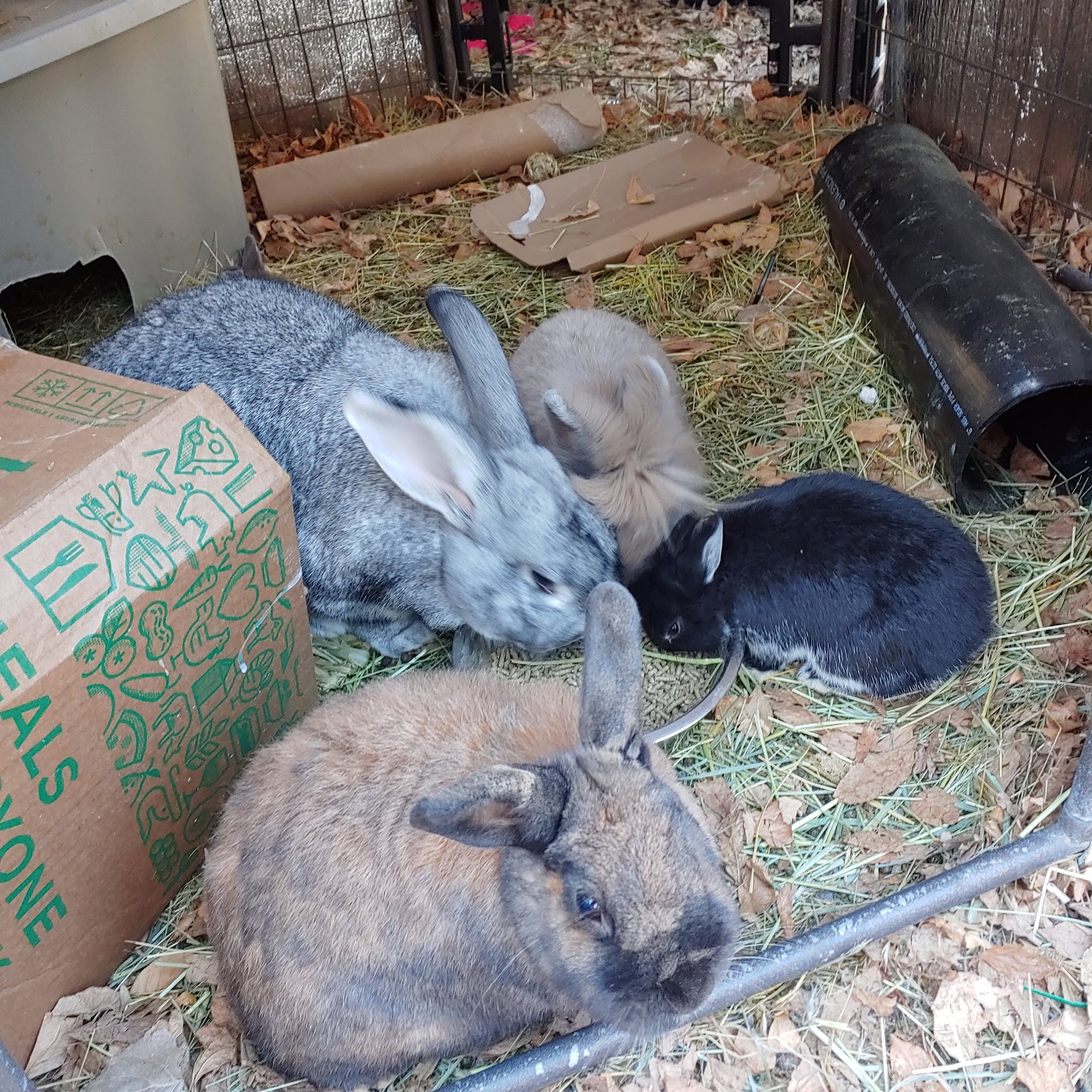 Alameda Pet Hospital Pocatello