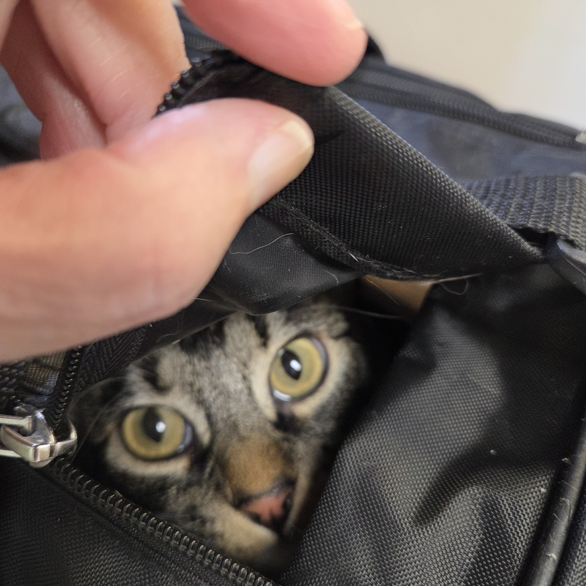 Hawthorne Animal Hospital Pocatello