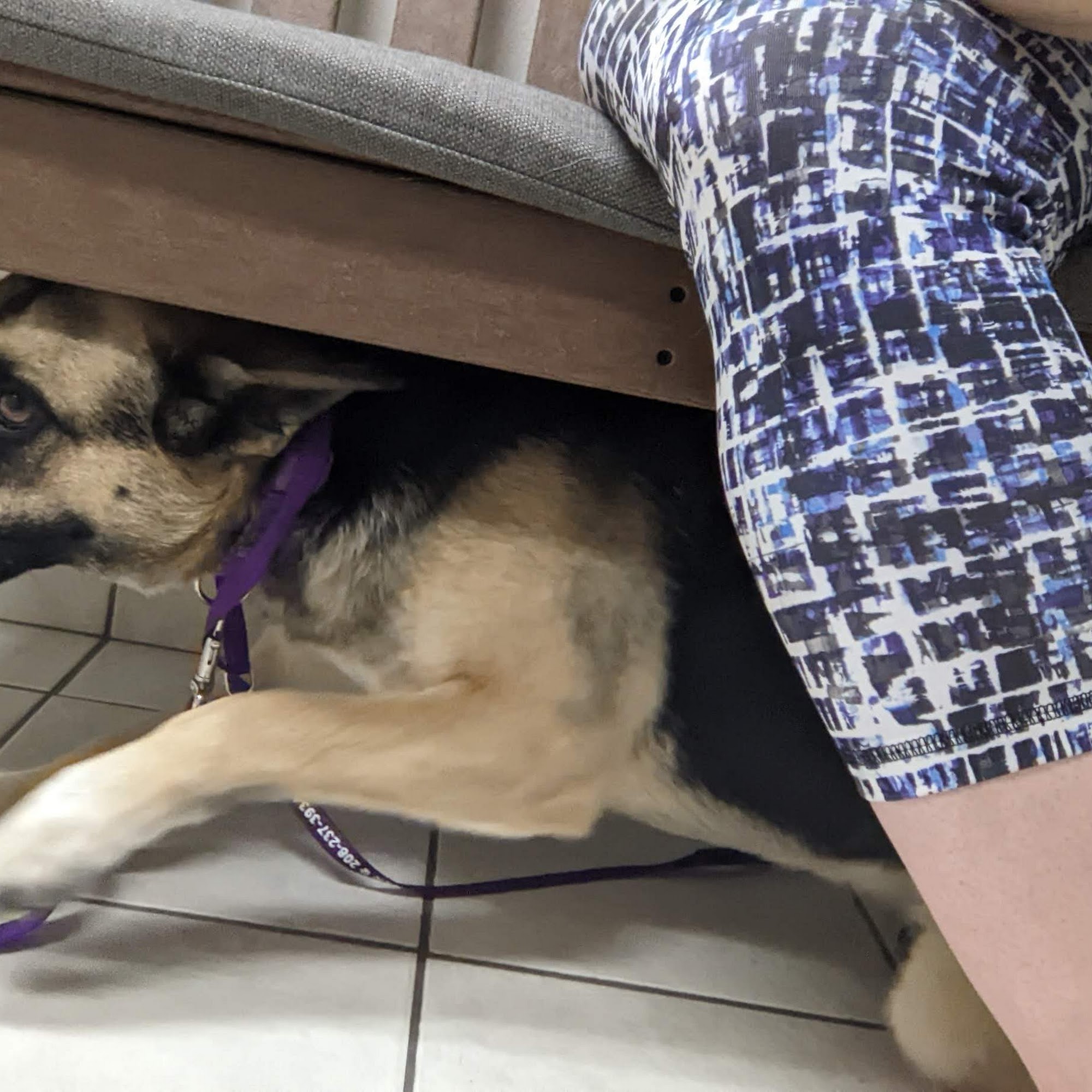 Bannock Animal Medical Center Pocatello