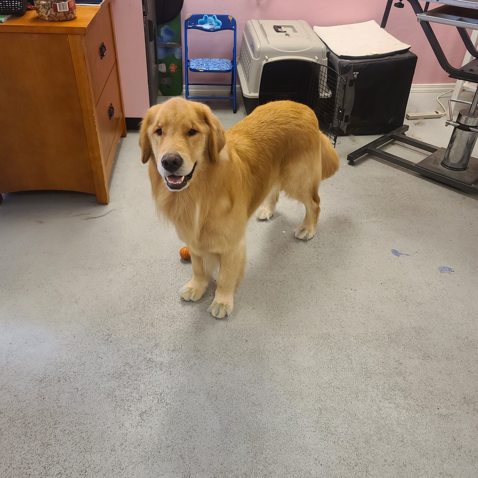 Spur's Pet Spa LLC Pocatello