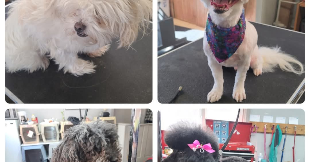 Spur's Pet Spa LLC Pocatello