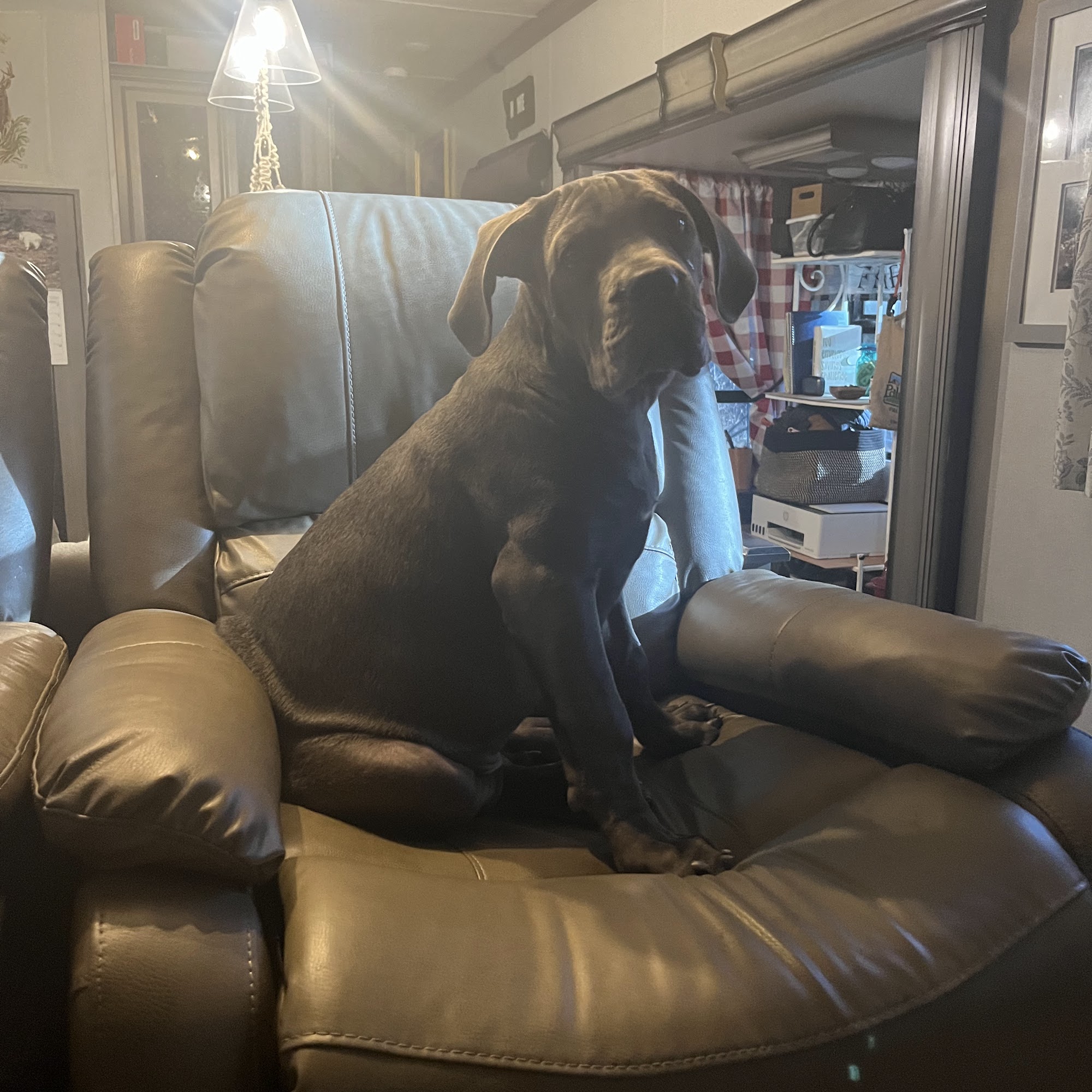 Pend Oreille Veterinary Services: Fineman Mark DVM Ponderay