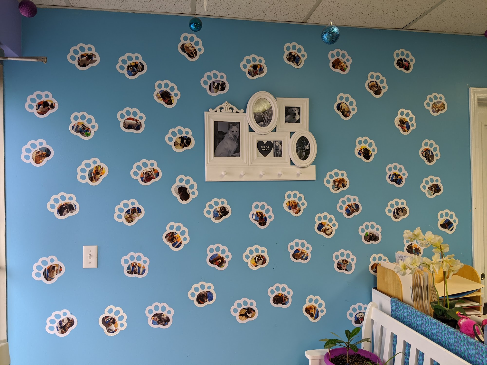 Hair of The Dog K9 Salon Post Falls