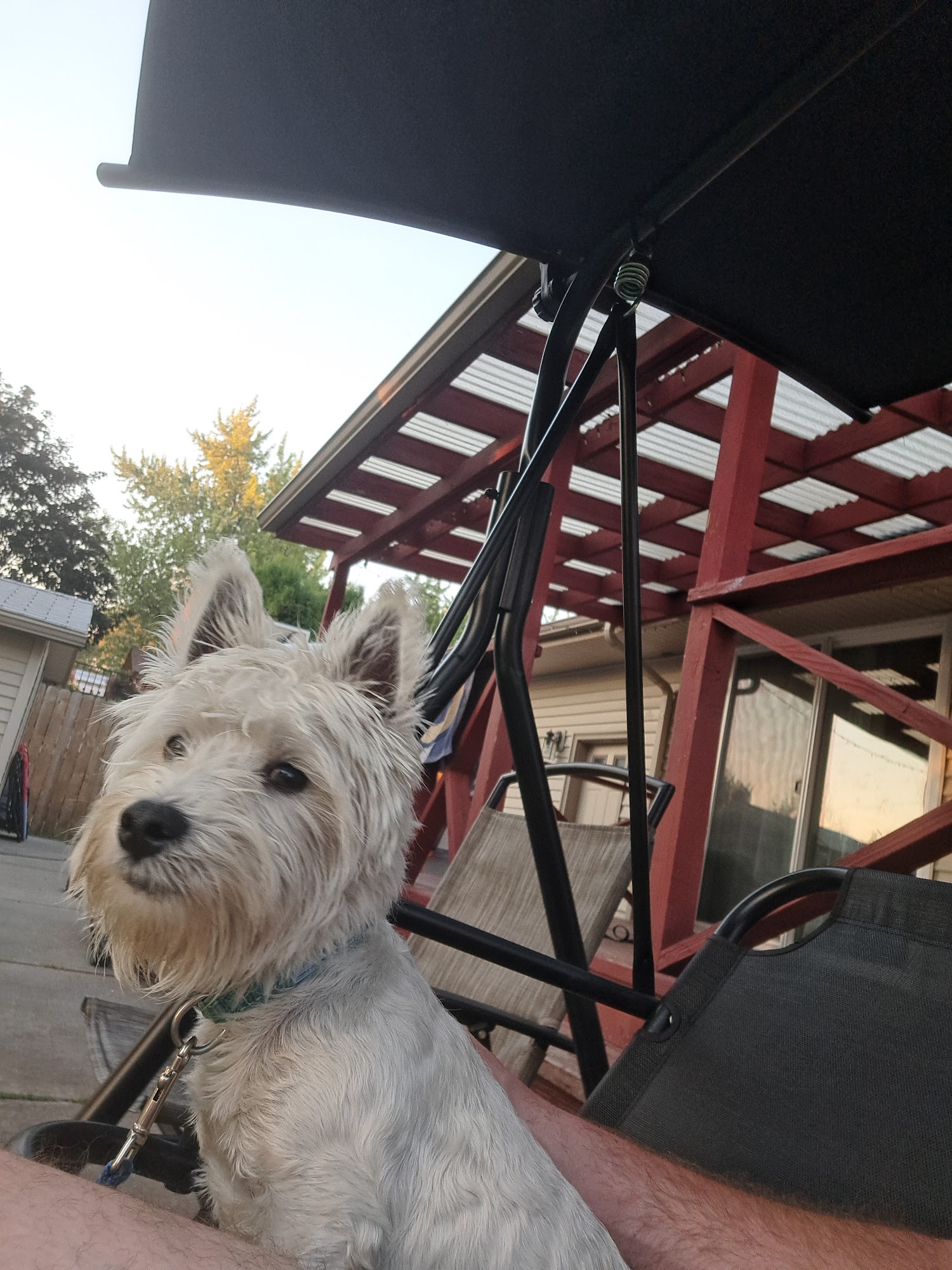 La Terra Dios Westies & Grooming Post Falls