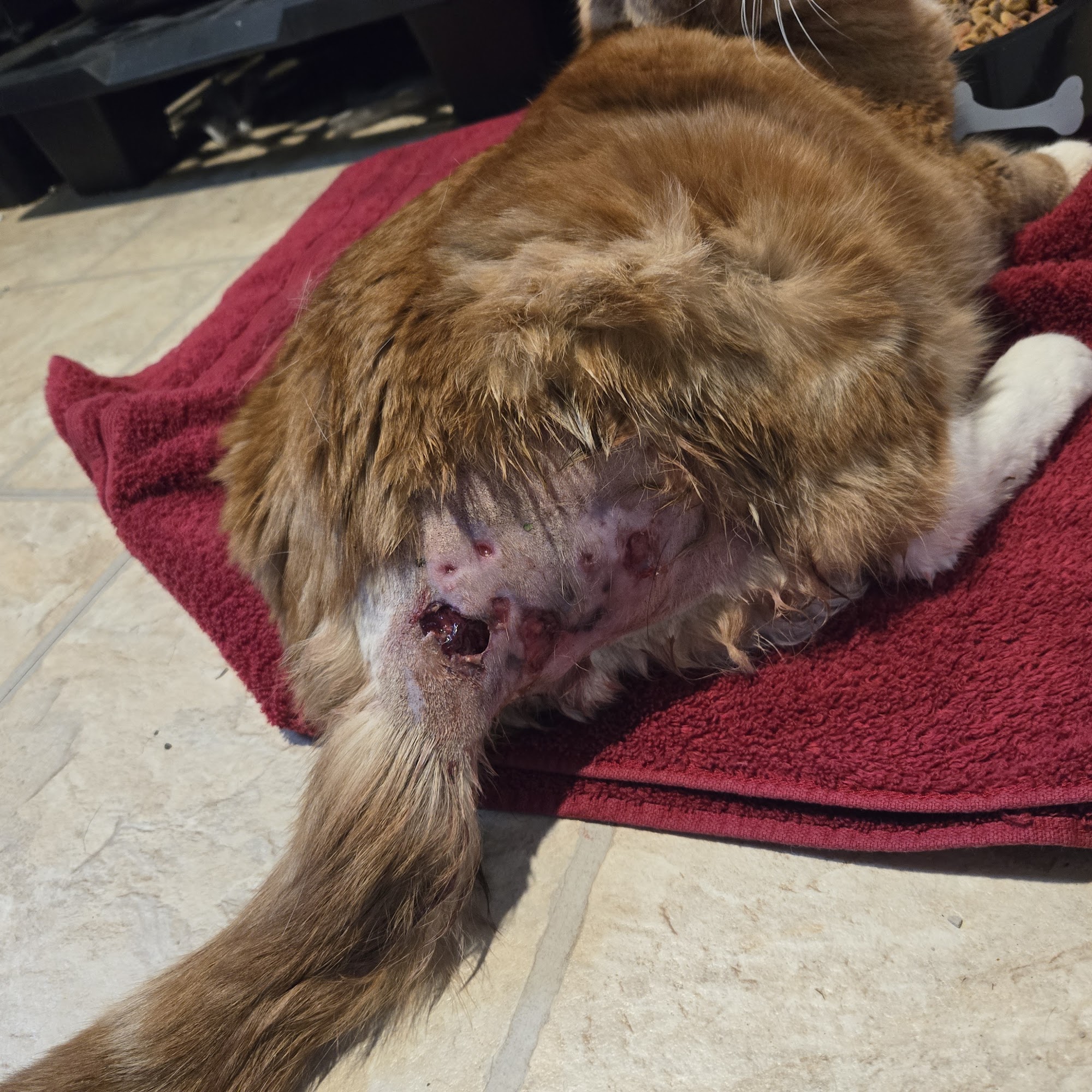 North Palouse Veterinary Clinic Potlatch