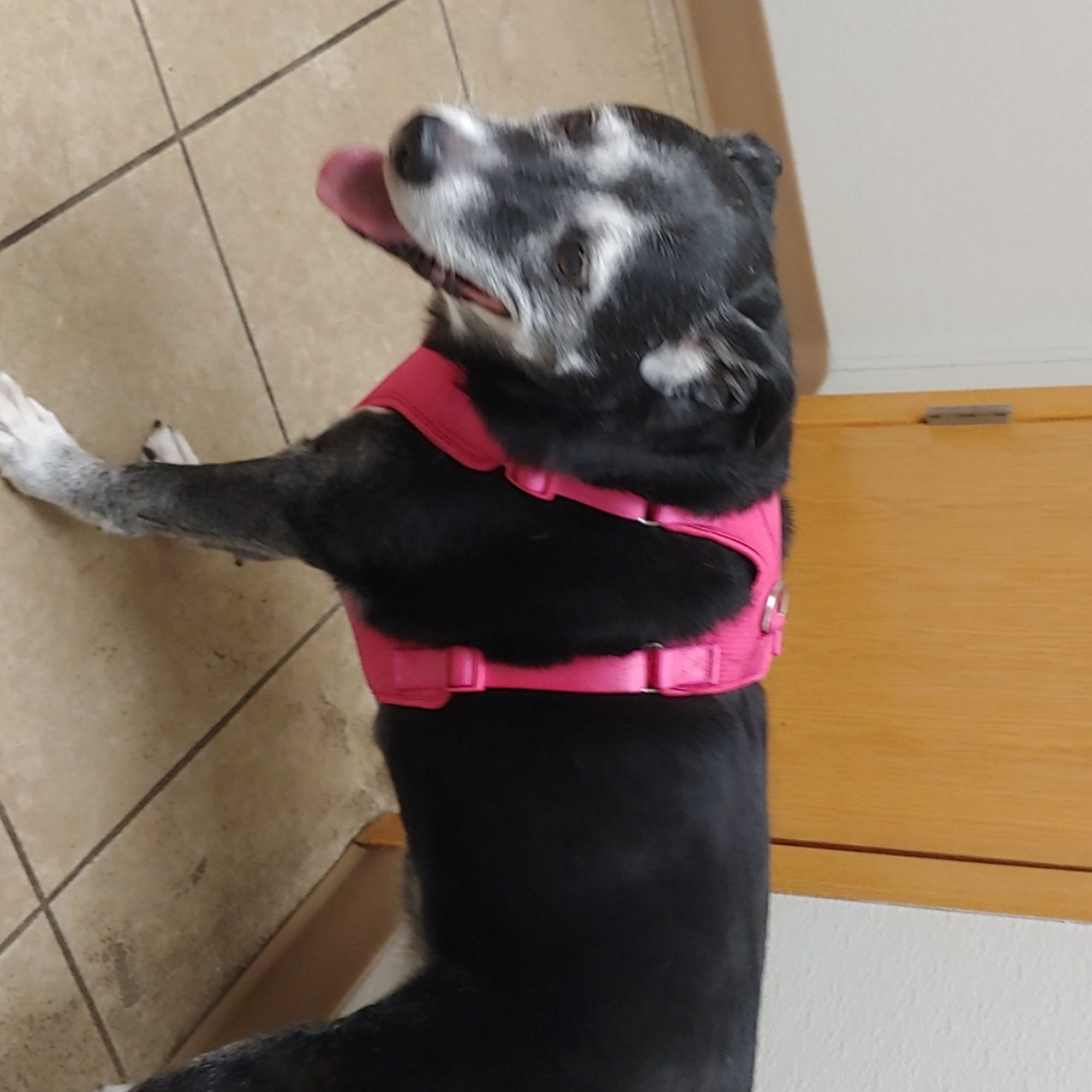 Rathdrum Animal Clinic Rathdrum