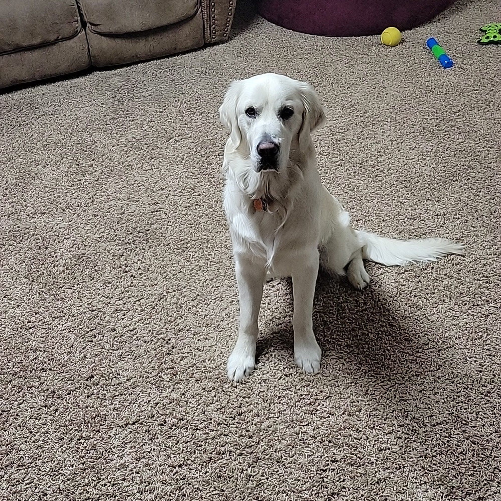 Upper Valley Veterinary Clinic Rexburg