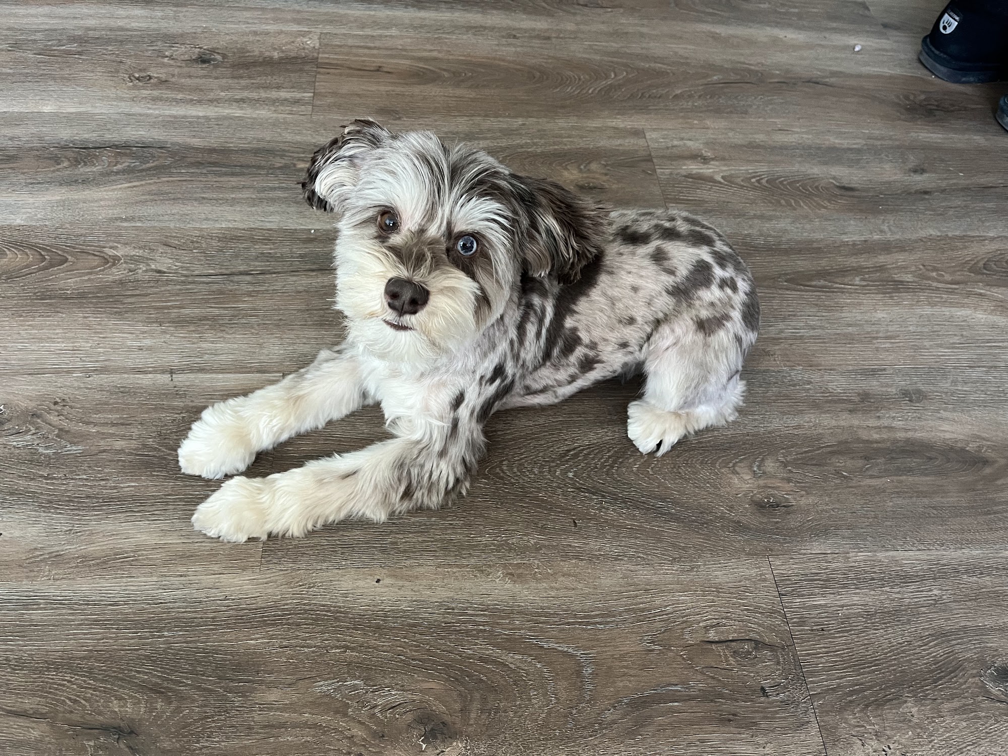 The Wizard of Paws LLC Rexburg