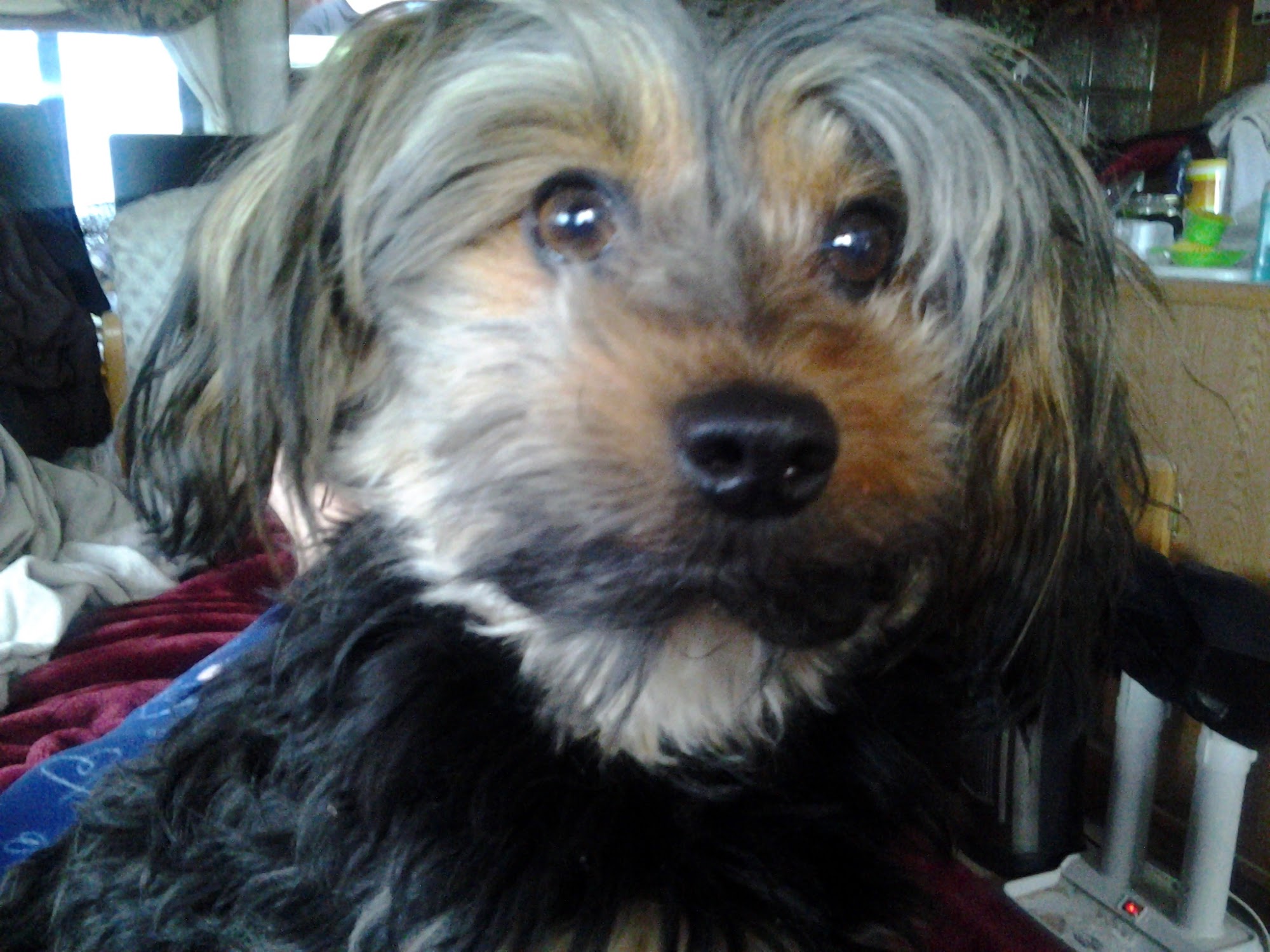 Happy Tails Pet Salon Rigby