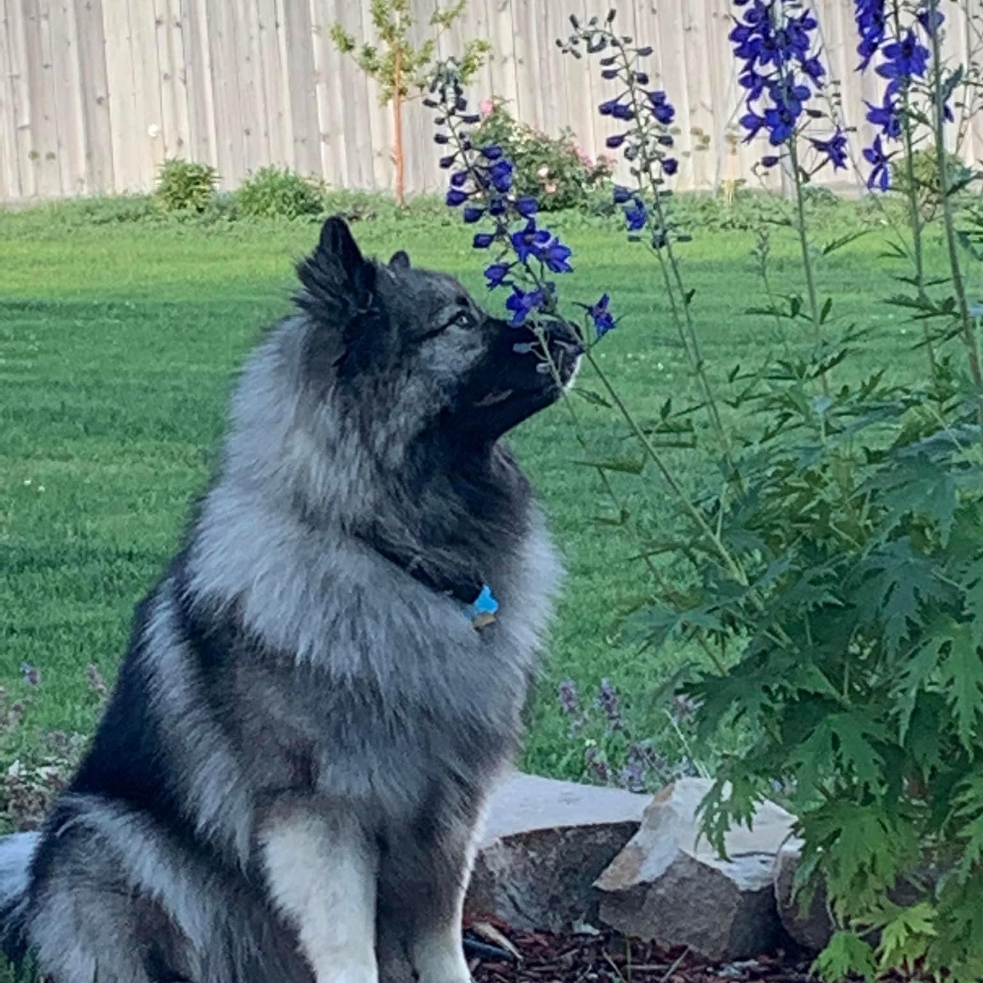 South Fork Animal Clinic Rigby