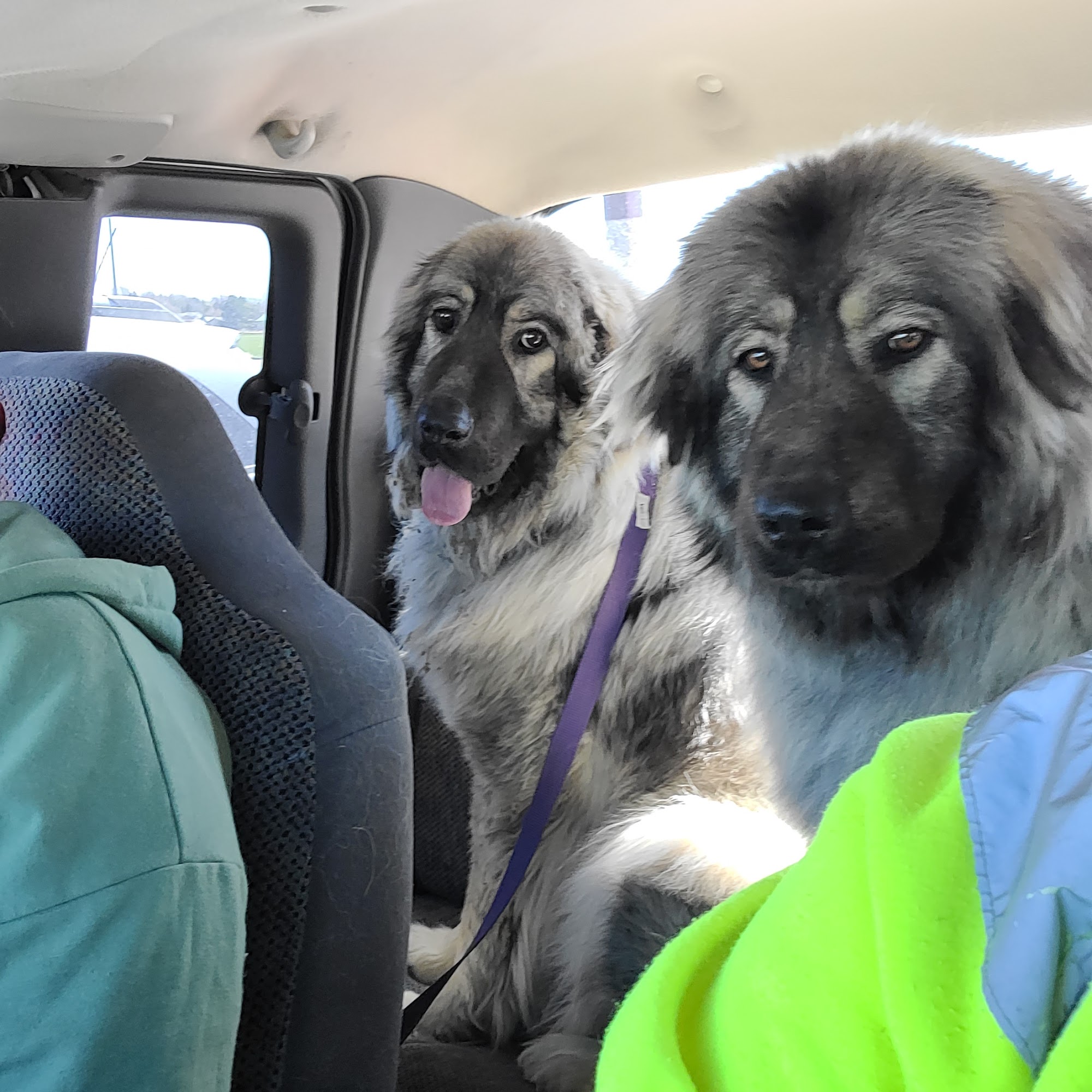 Rupert Animal Clinic Rupert