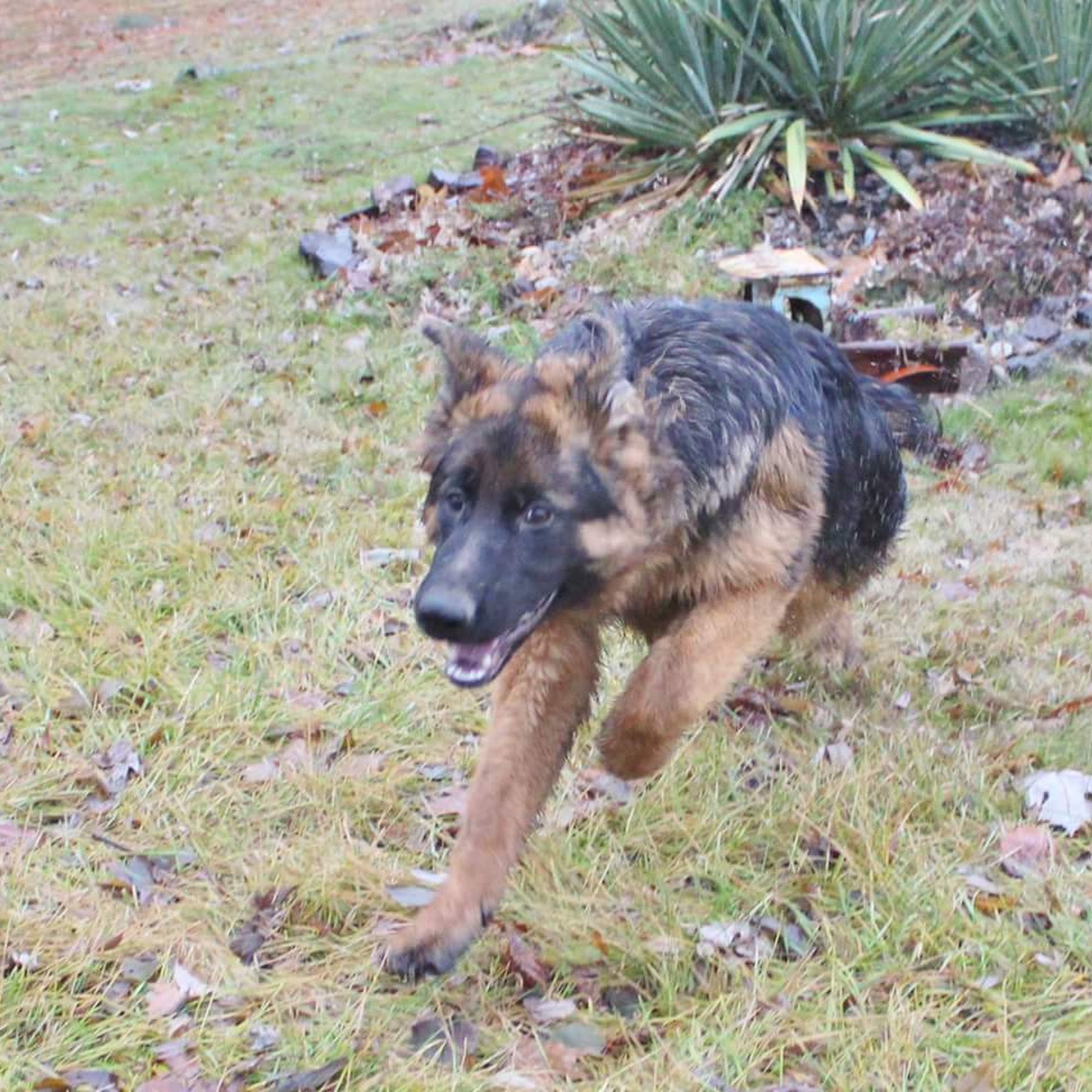 Fry Creek Animal Clinic Sagle