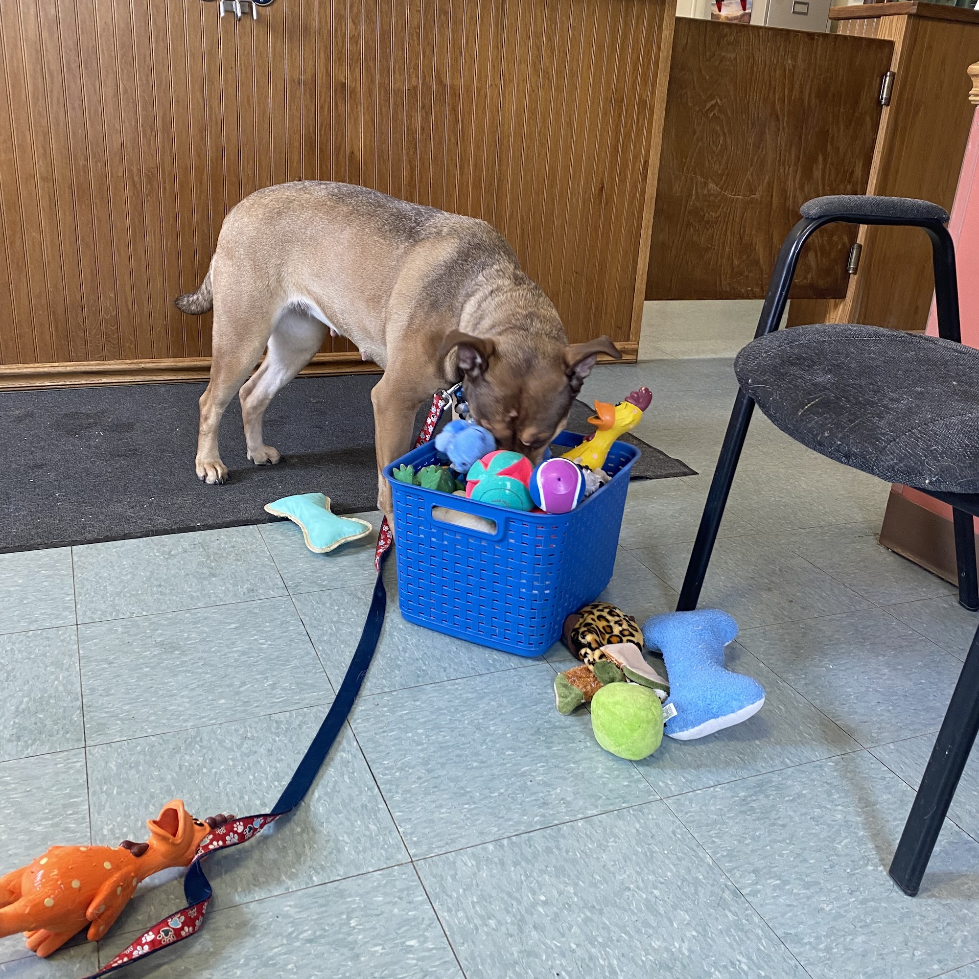 Fremont Animal Care Center Saint Anthony