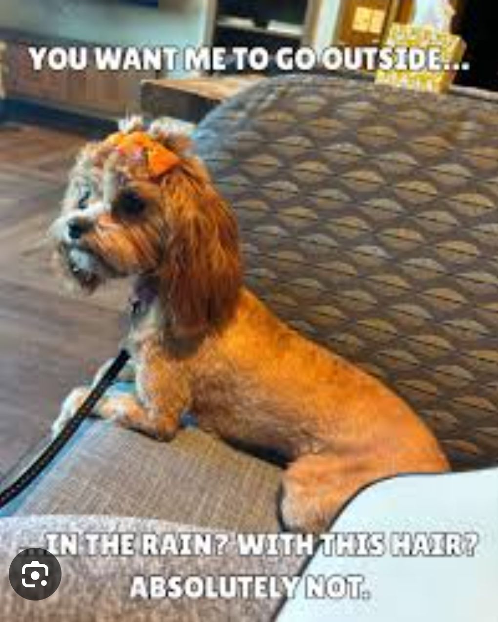 Barking Spot Grooming Salmon-ID Salmon