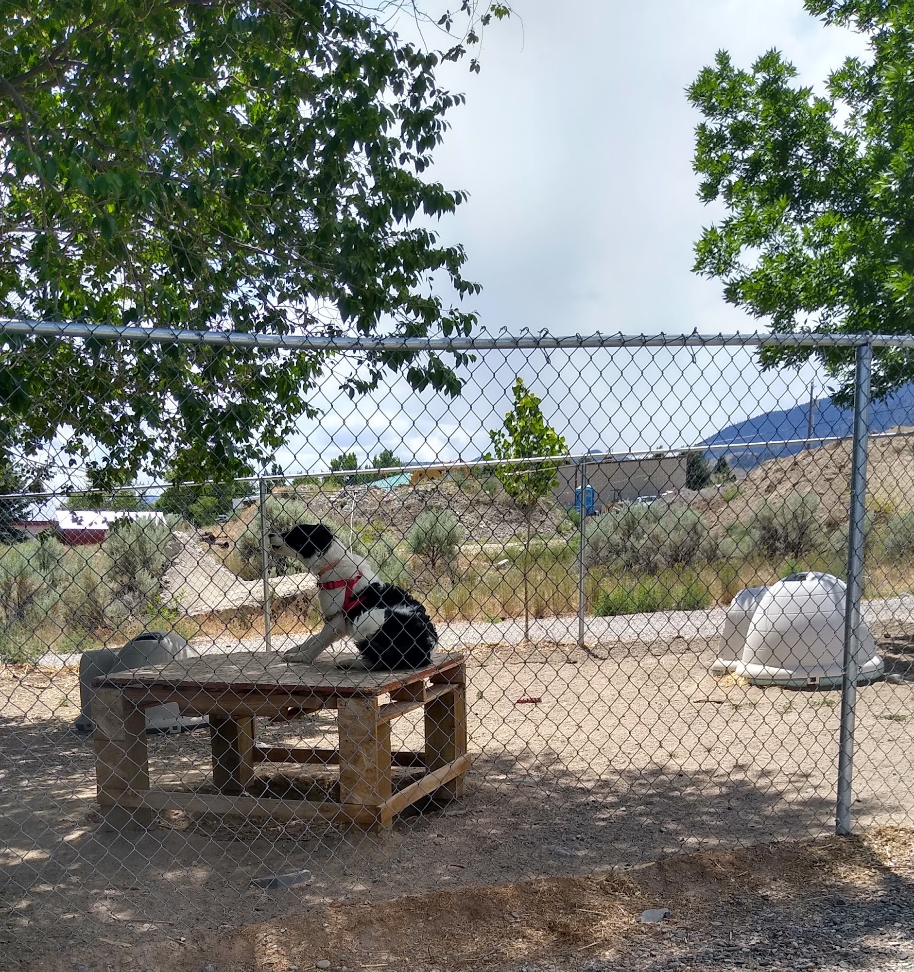 Lemhi County Humane Society Salmon