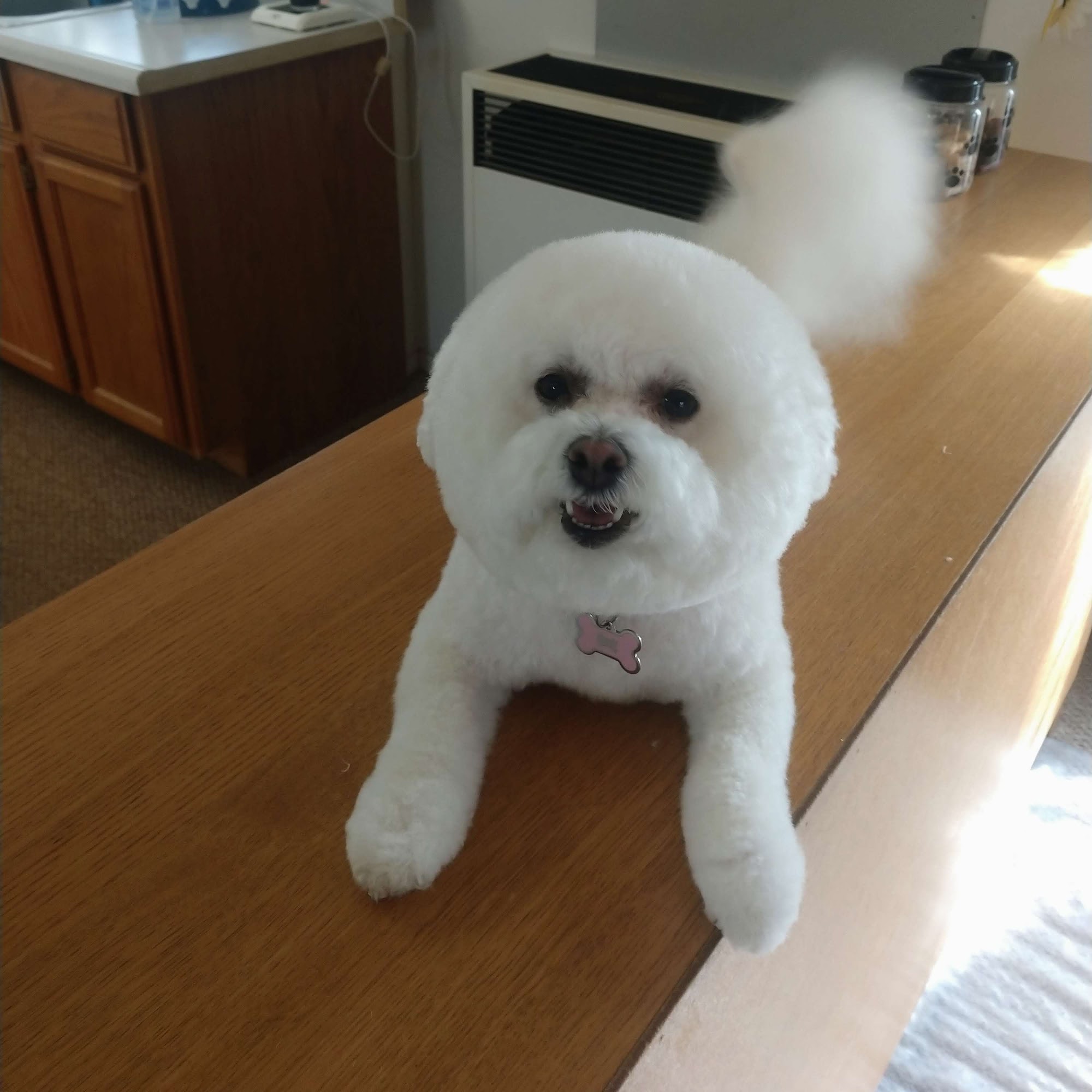 Mountain Mobile Pet Grooming Sandpoint