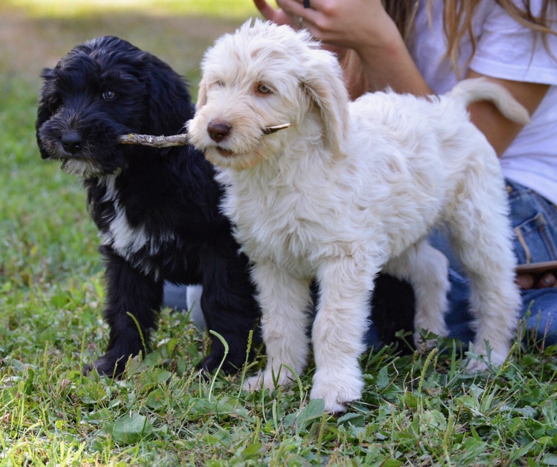 Sandpoint Doodles Sandpoint