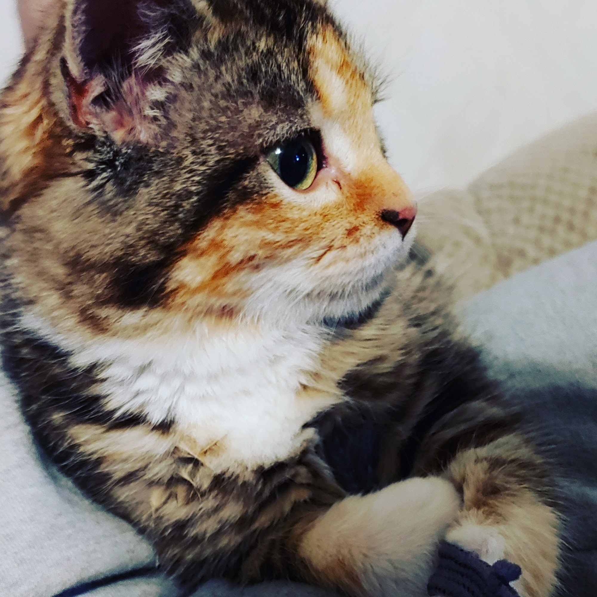 Soda Springs Animal Clinic Soda Springs