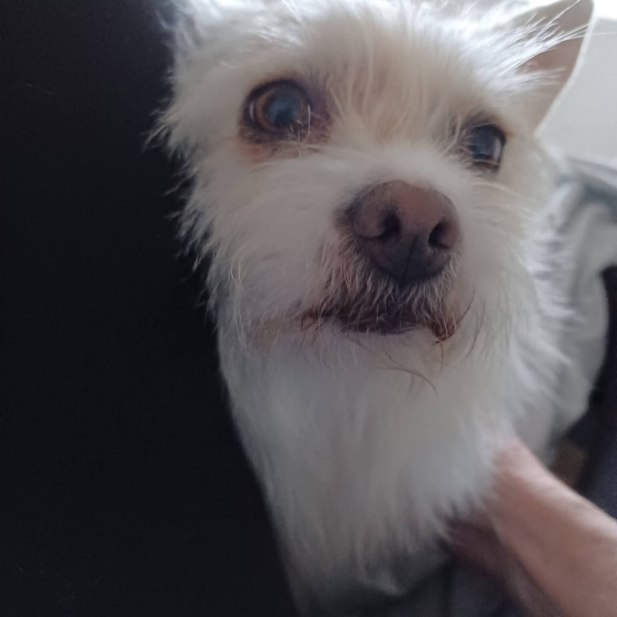 Magic Valley Veterinary Hospital Twin Falls