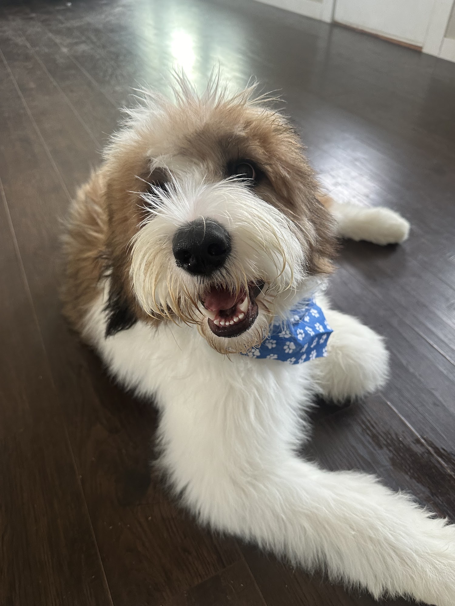 Pet Grooming By Tawny Twin Falls