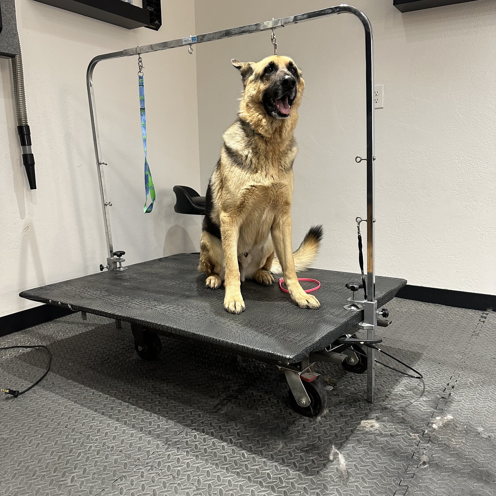 Pet Grooming By Tawny Twin Falls