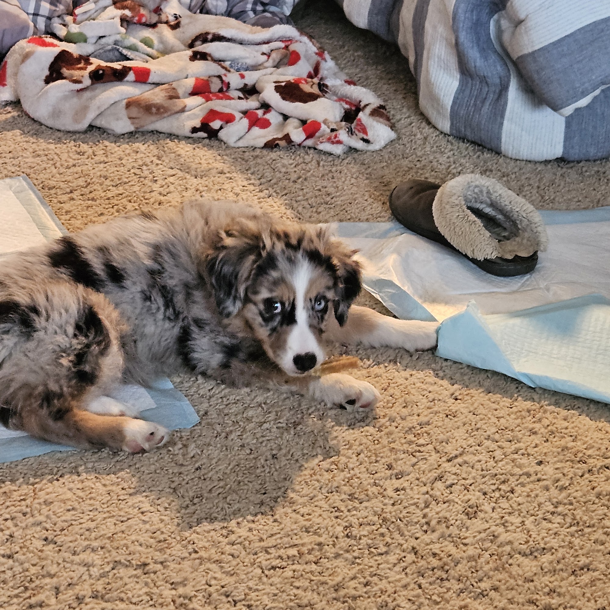 Mountain Wrangler Aussies Twin Falls