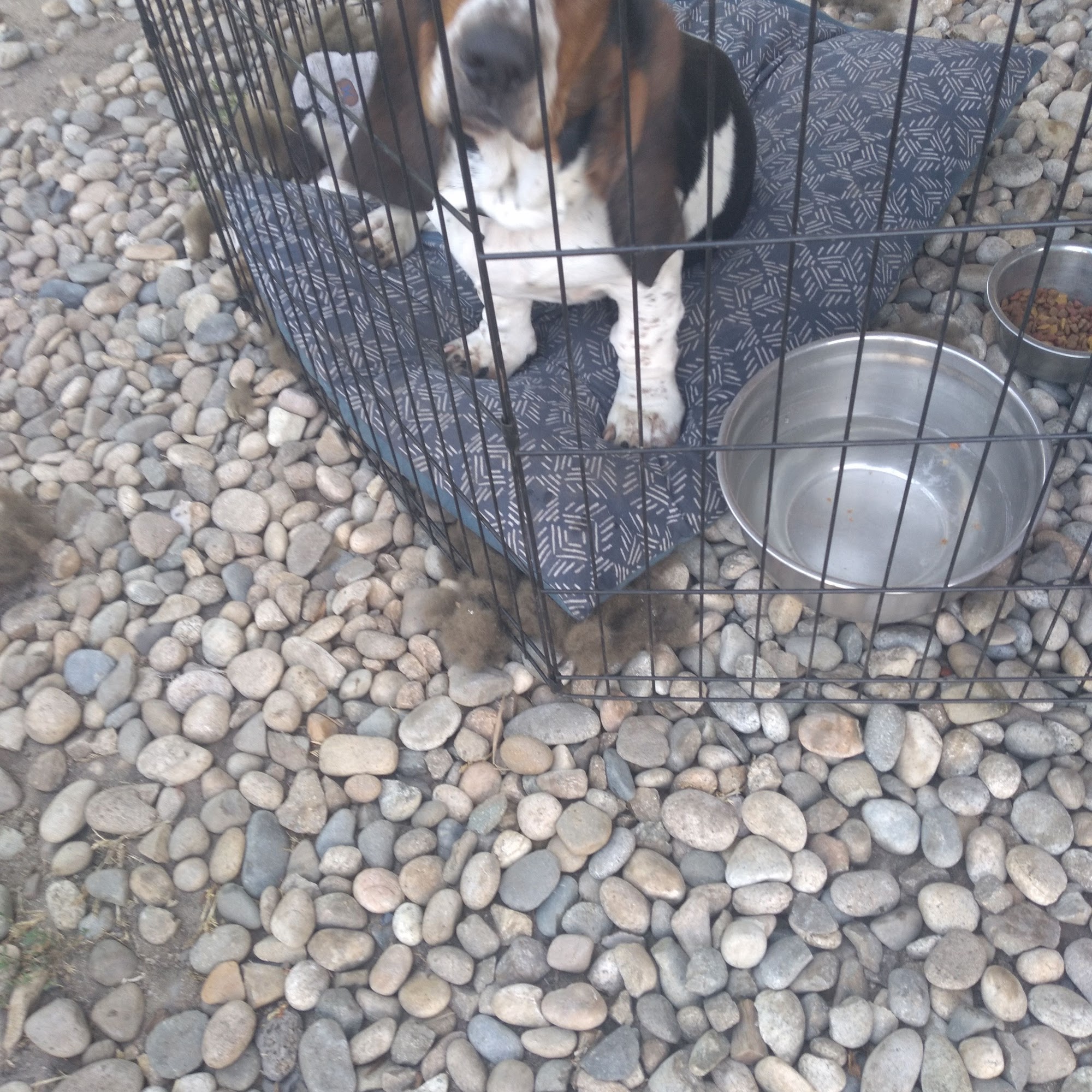 Roe's Custom Meats Weiser