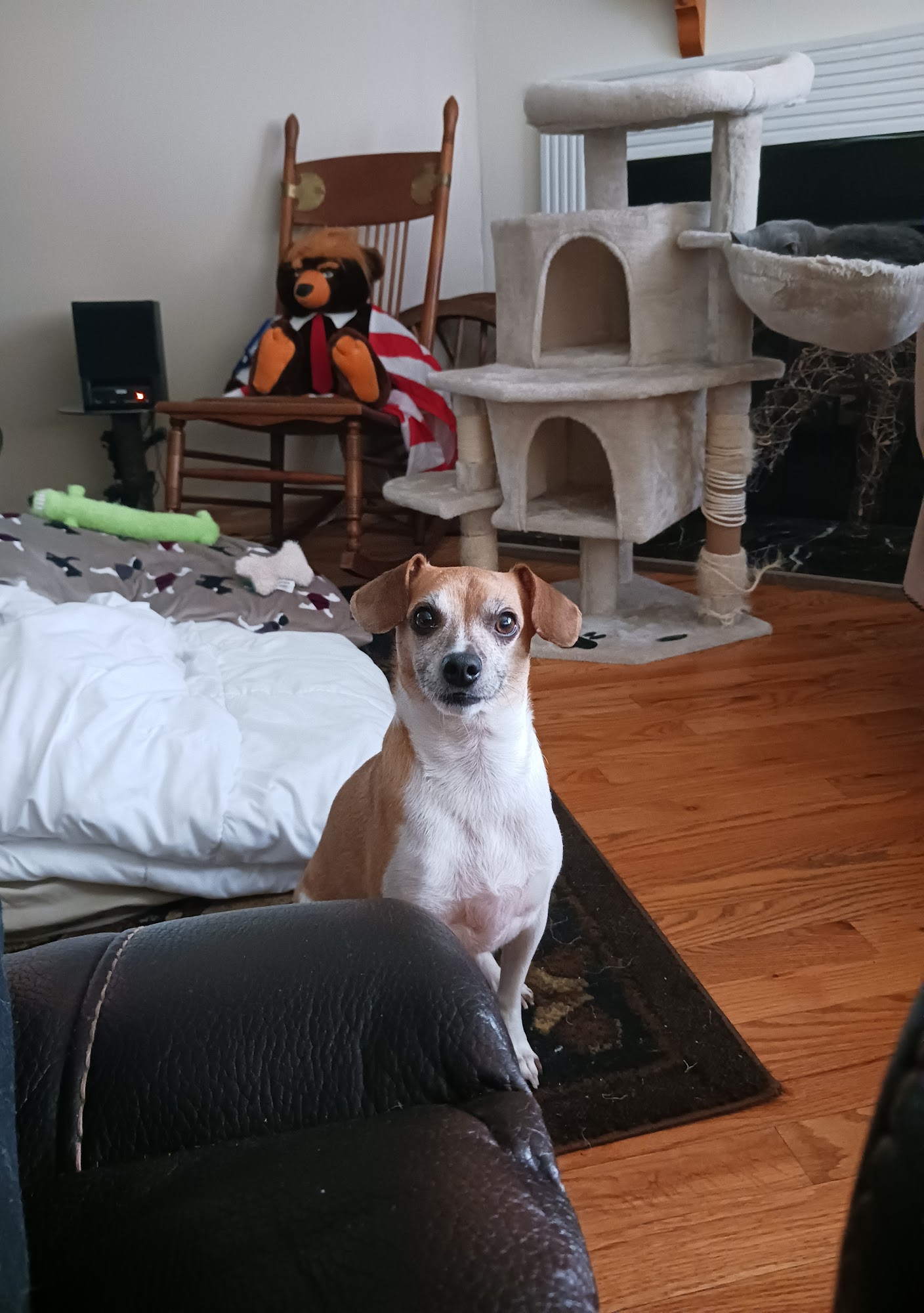 Addison Animal Hospital LTD Addison