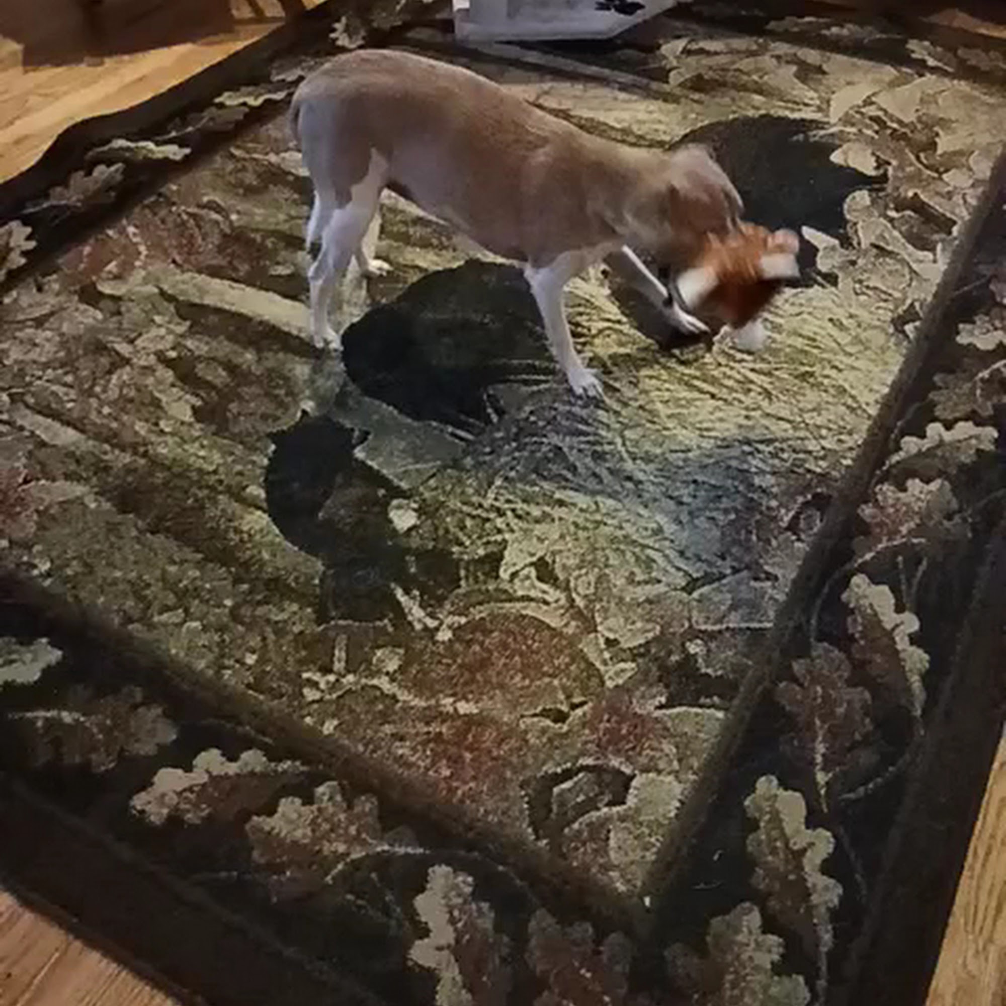 Addison Animal Hospital LTD Addison