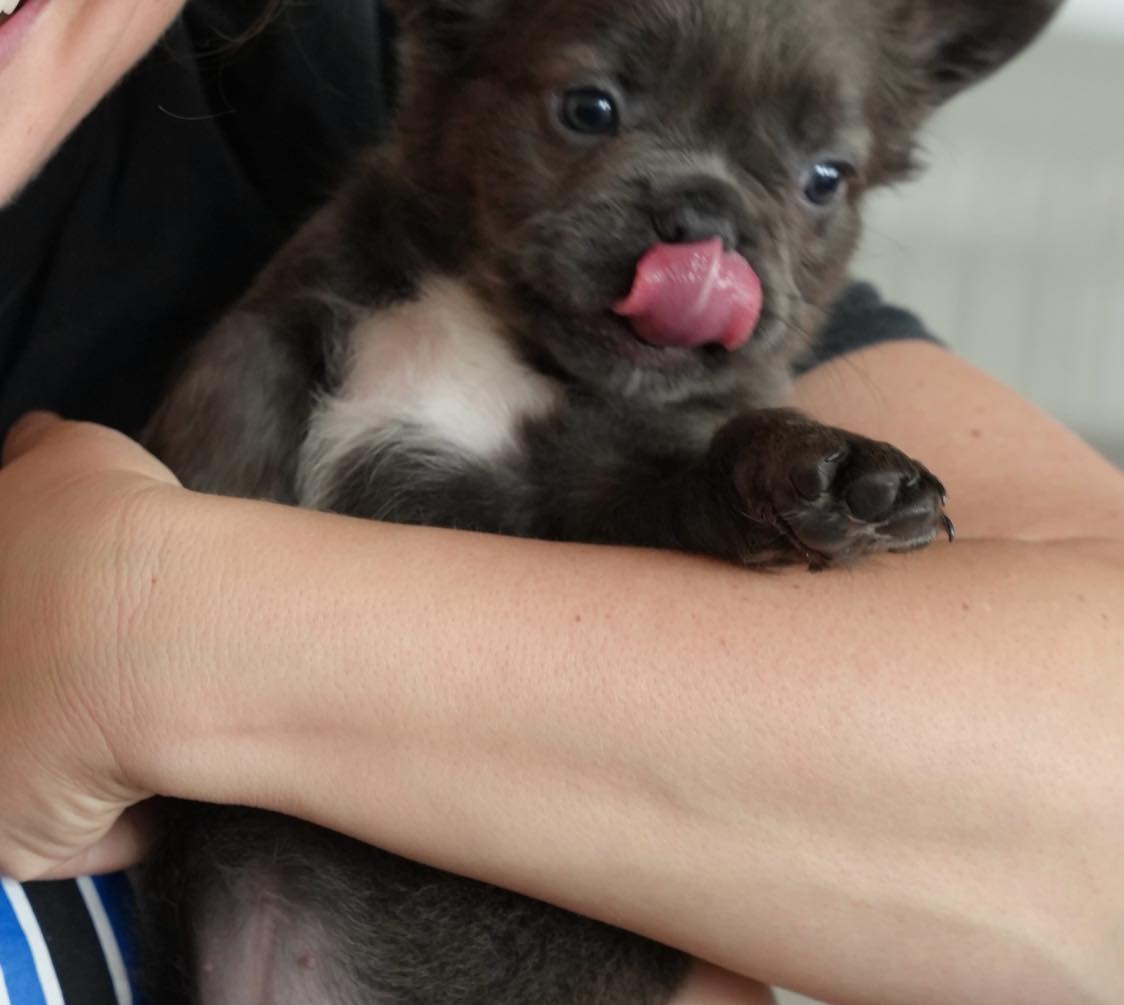 Poshable Puppies Chicago Addison