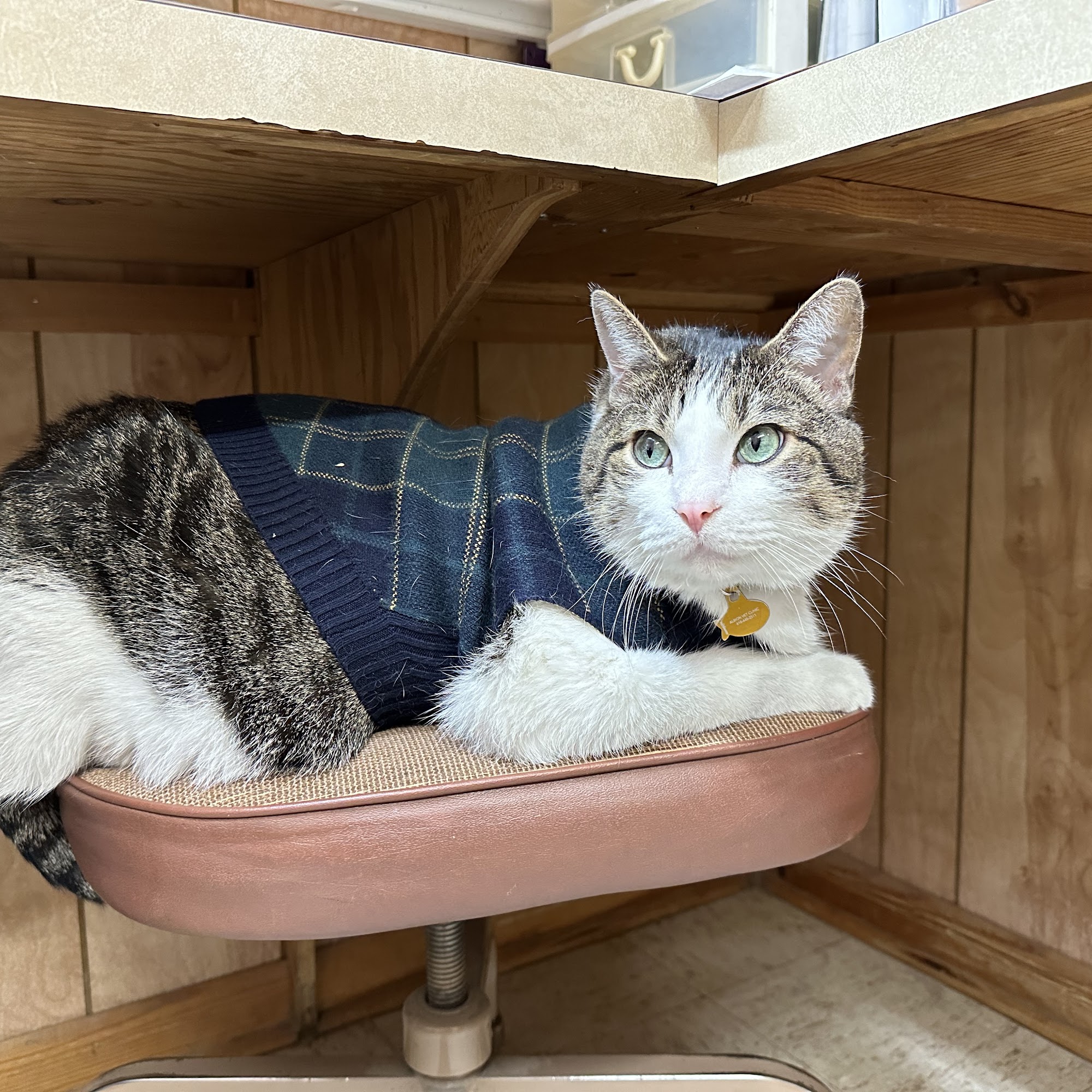 Albion Veterinary Clinic Albion