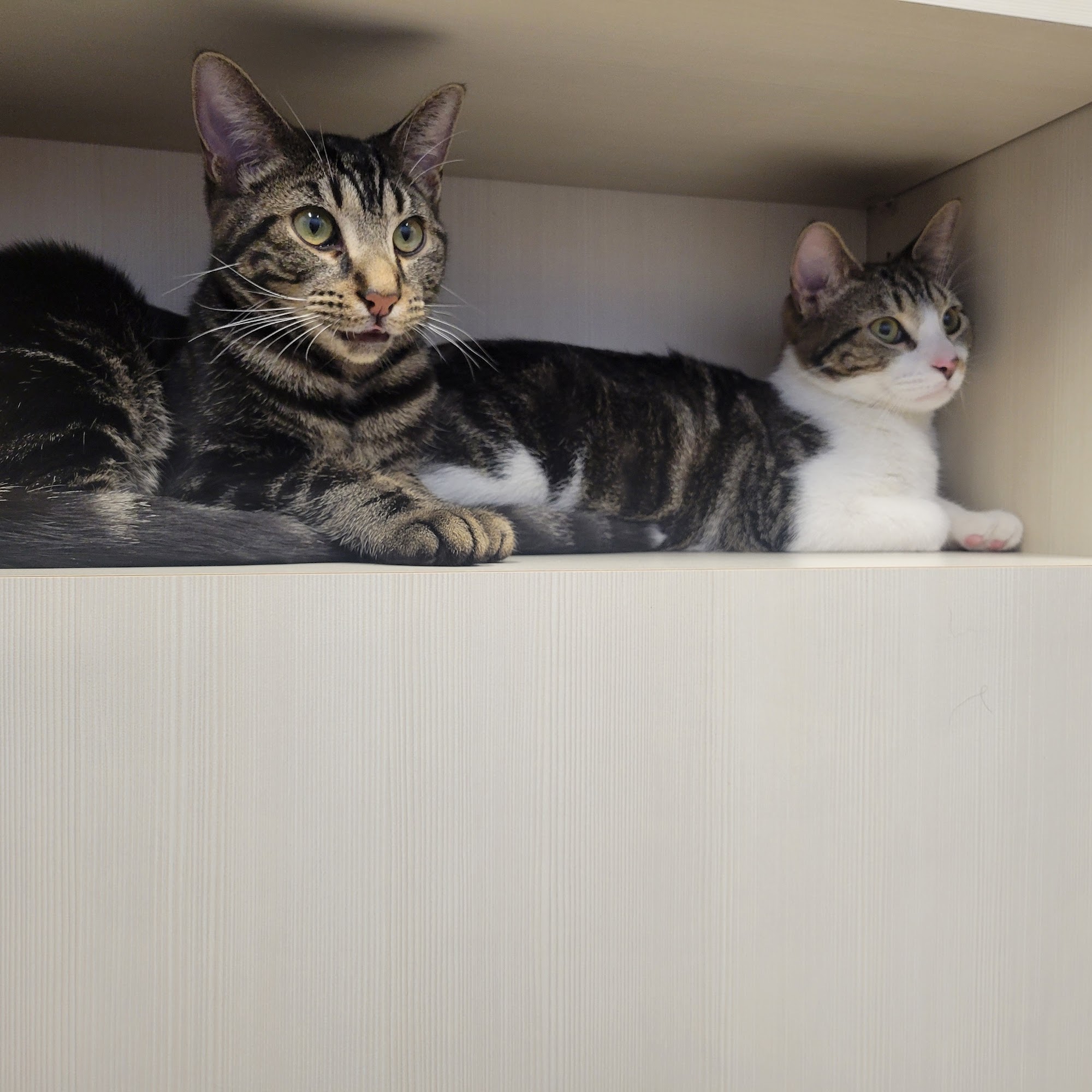 ACC of Fox Valley Algonquin