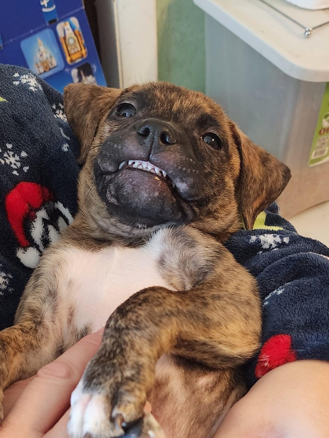 Bark of an Angel Dog Rescue,inc. Algonquin