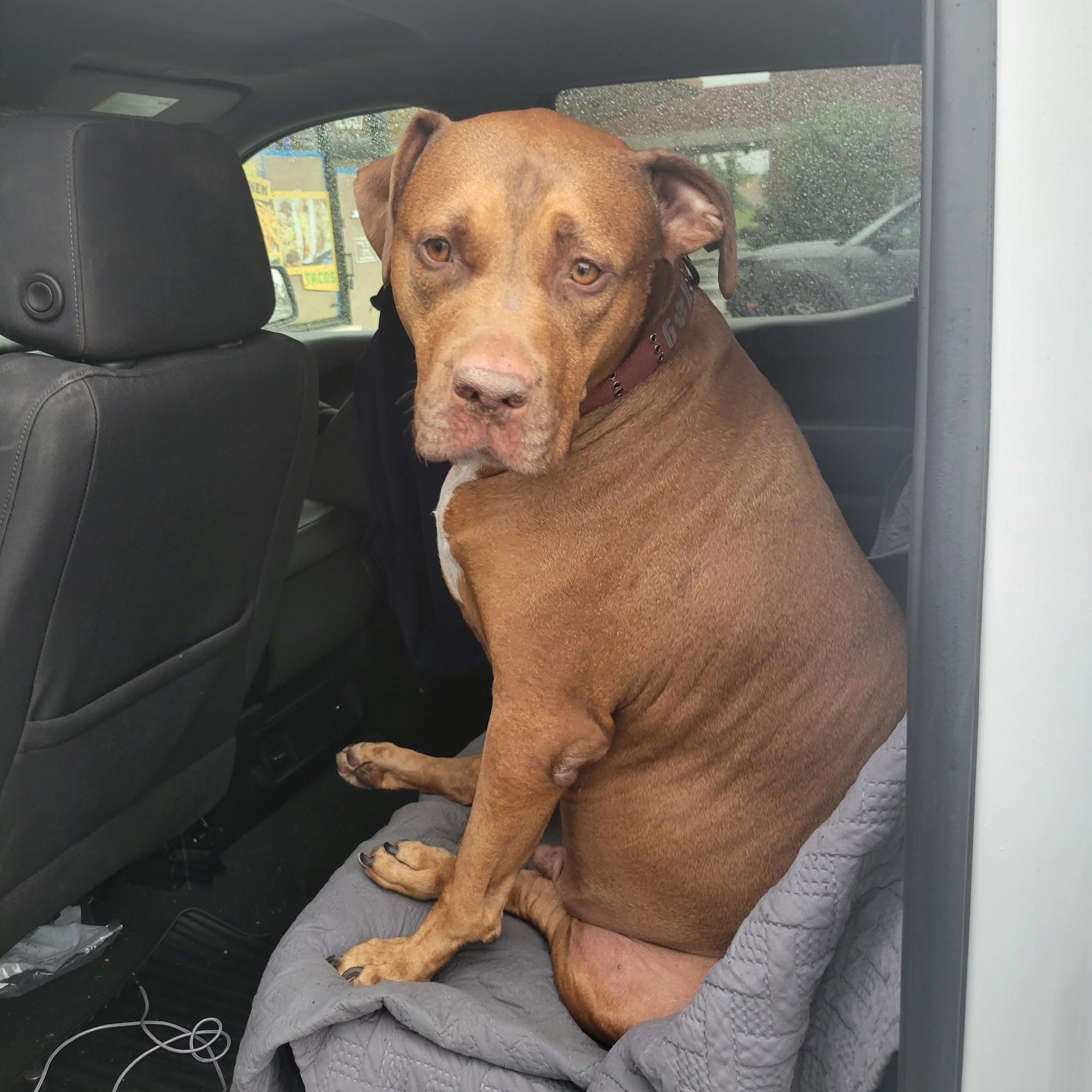 Animal Clinic of Alsip Alsip