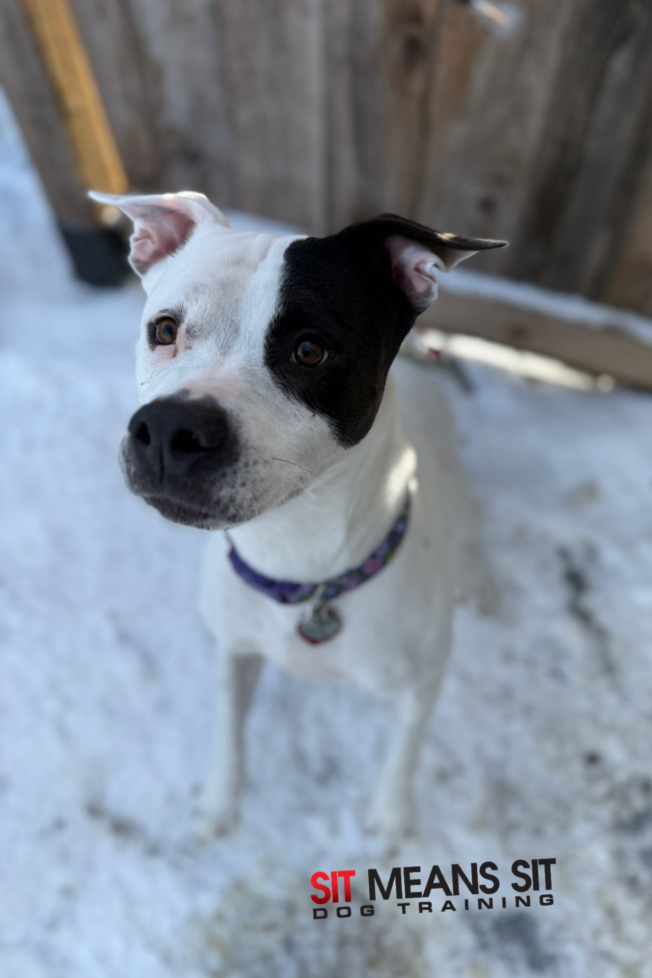 Sit Means Sit - South Chicagoland Alsip