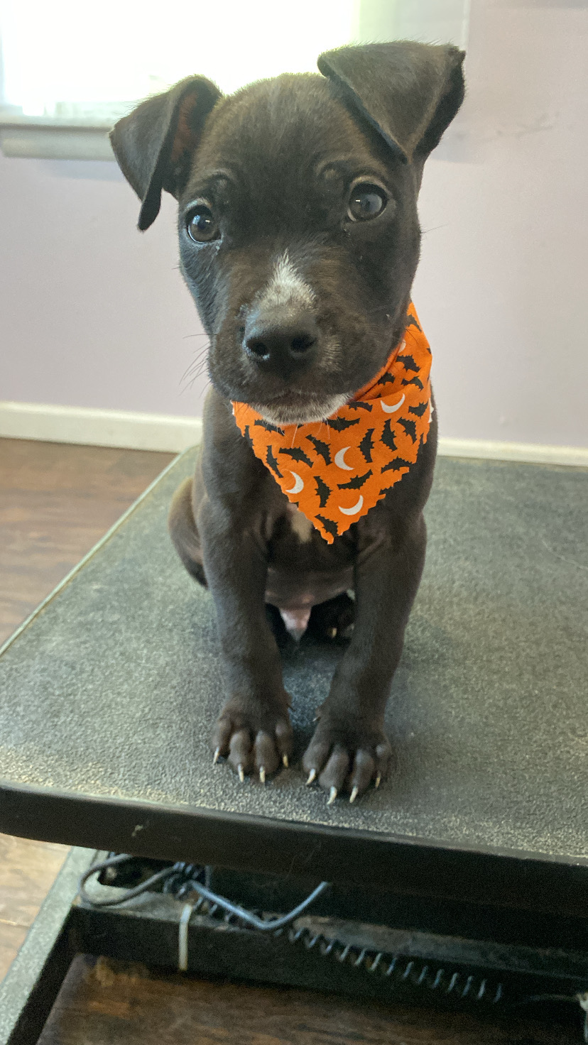 Pampered Paws Pet Grooming Alton