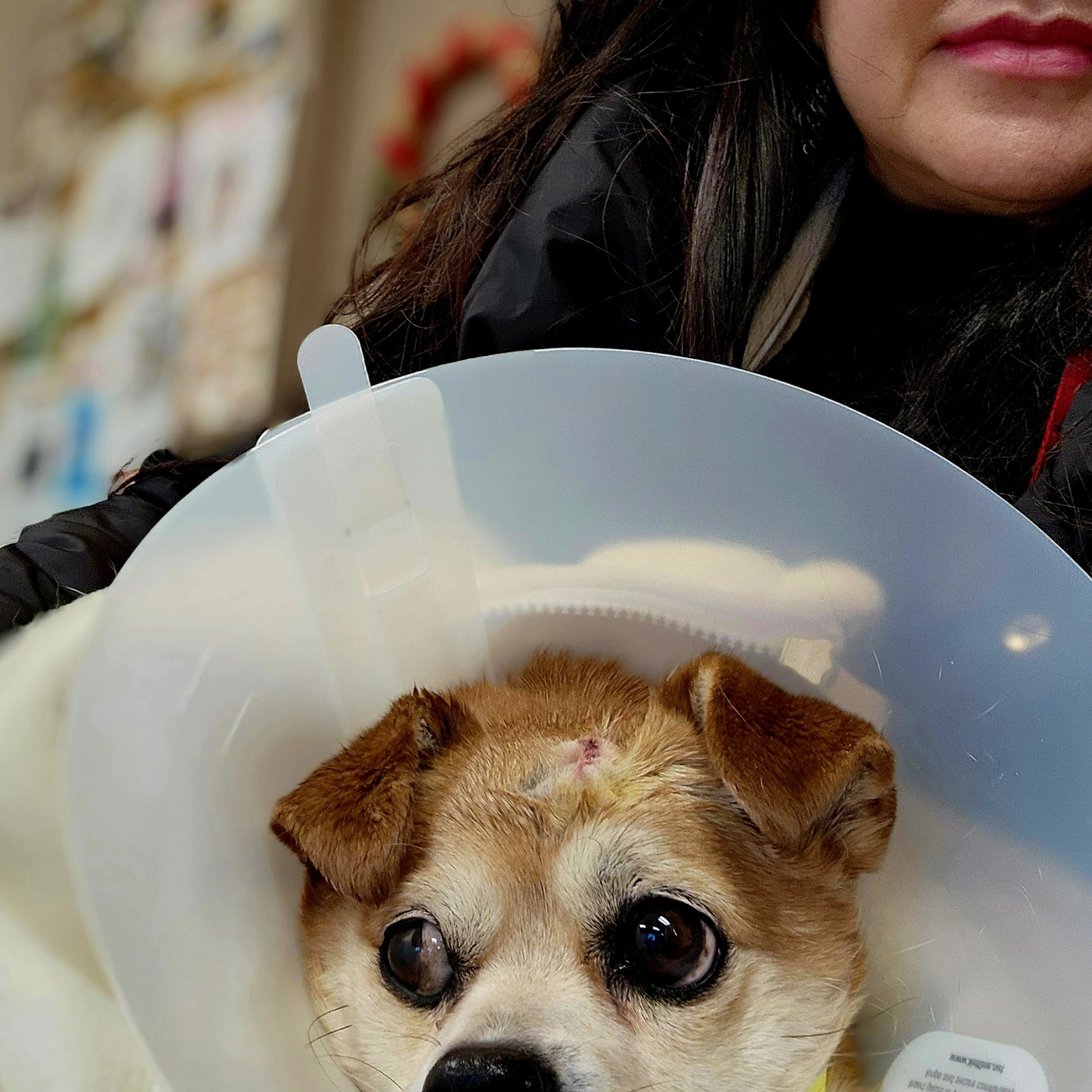 Meller-James & Associates Veterinary Services Anna