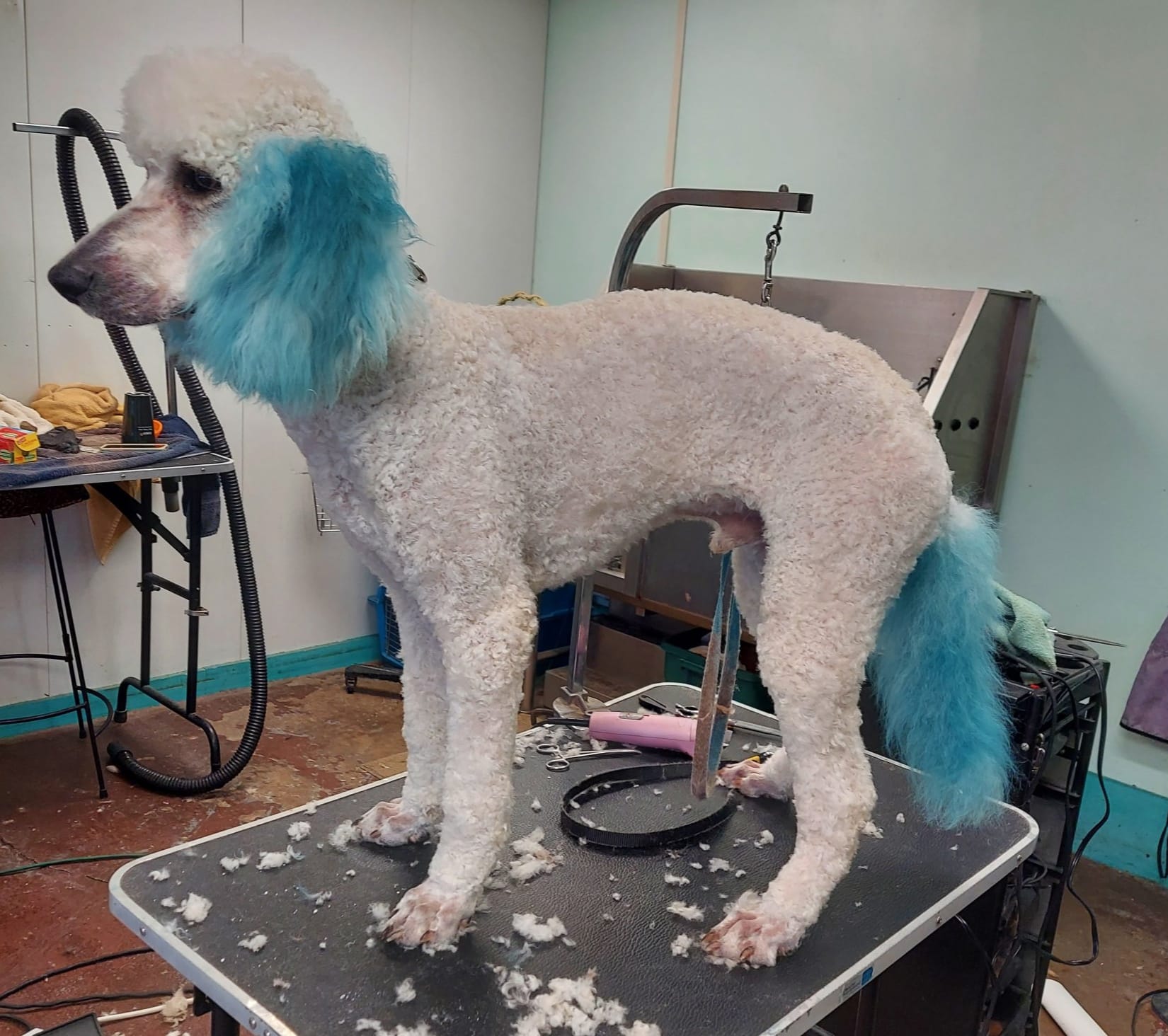 Off The Leash Arcola